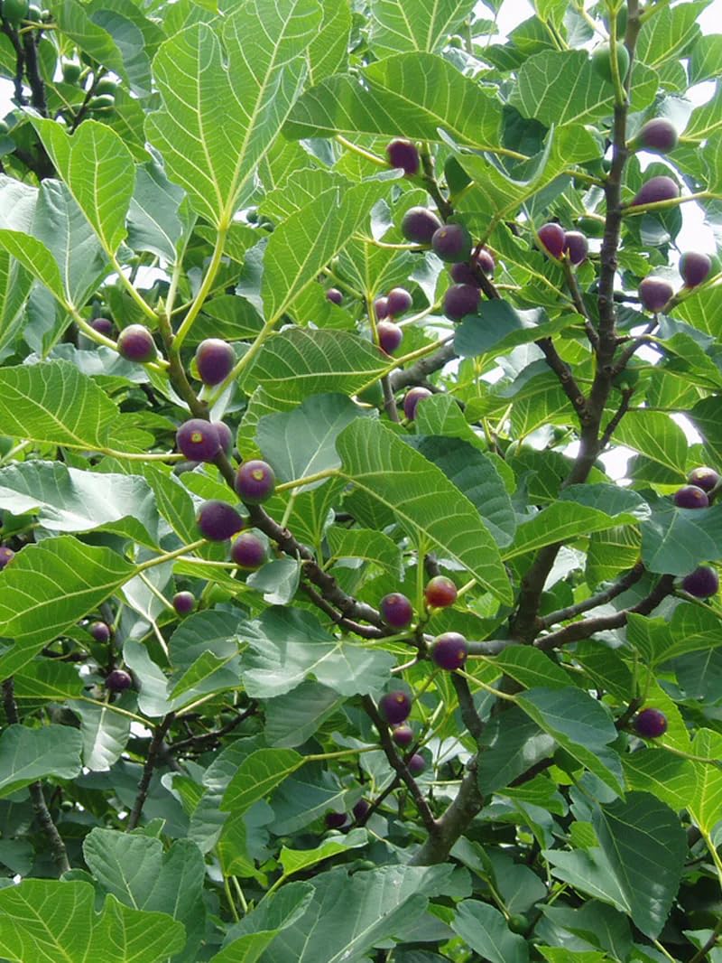 Live Celeste Fig Tree (5-9") - Ficus carica Sugar Fig - Cold Hardy Zones 6-10 - Sweetest Fruit Variety - Pest Resistant Closed Eye - Fast Growing Container or Garden Patio Plant - Self Pollinating