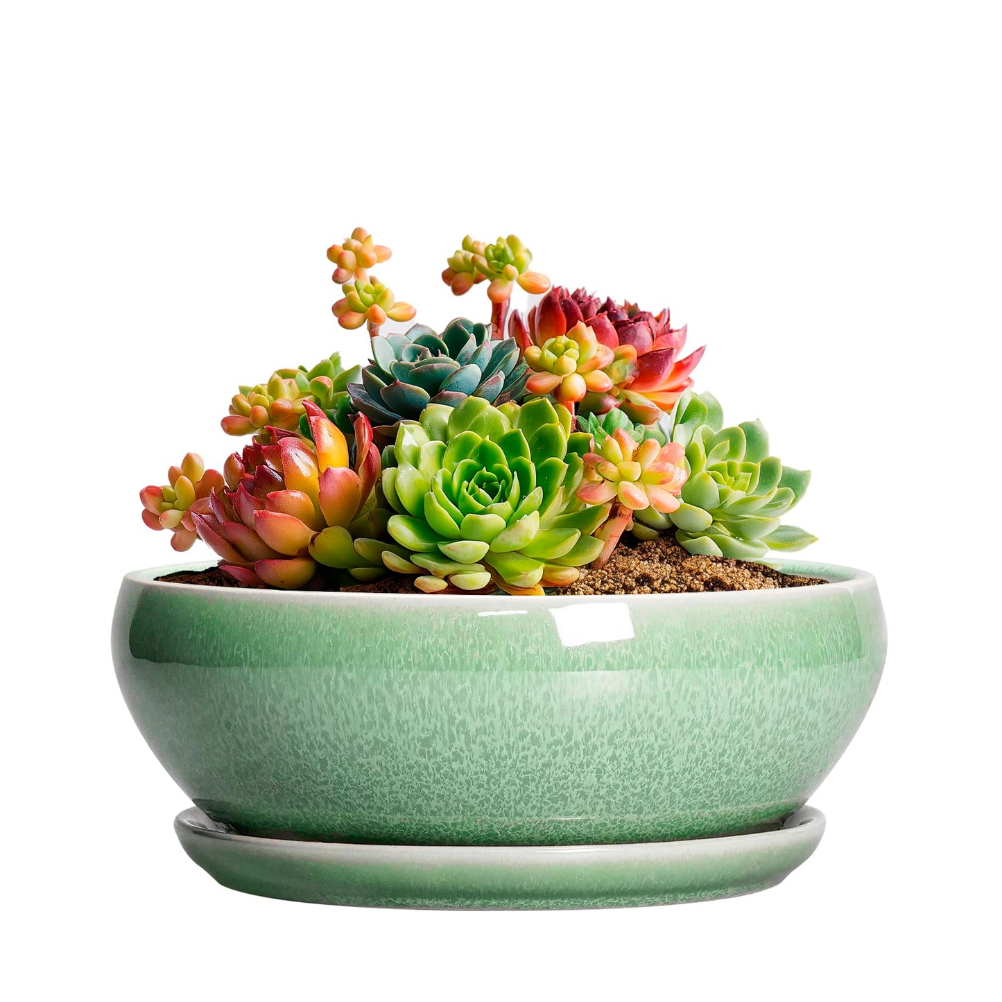 SQOWL Succulent Pots 6 Inch - Ceramic Bonsai Planter for Indoor Plants Outdoor, Shallow Planter with Drainage Hole and Tray, Round Planters for Cactus Flower, Office Decor, Gardening Gifts, Green