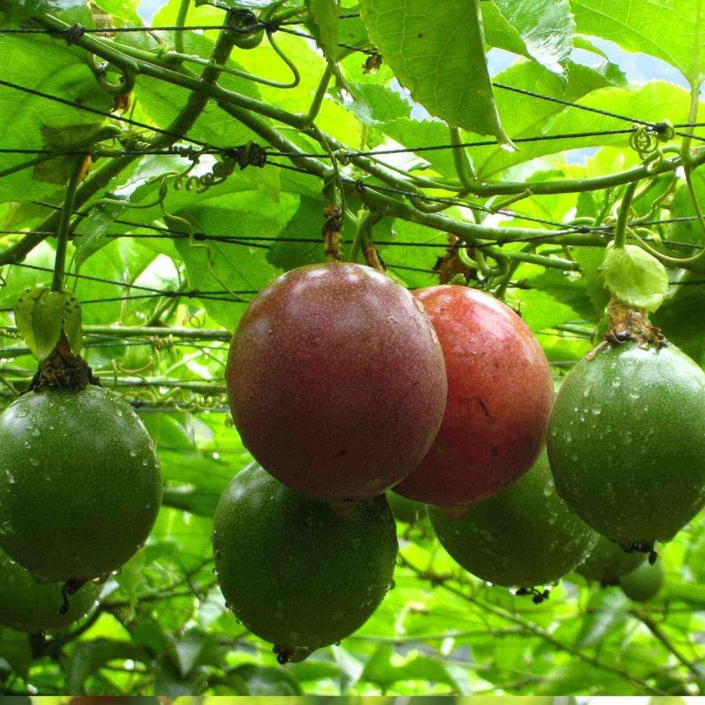 400 Pcs Passion Fruit Flower Seeds for Planting