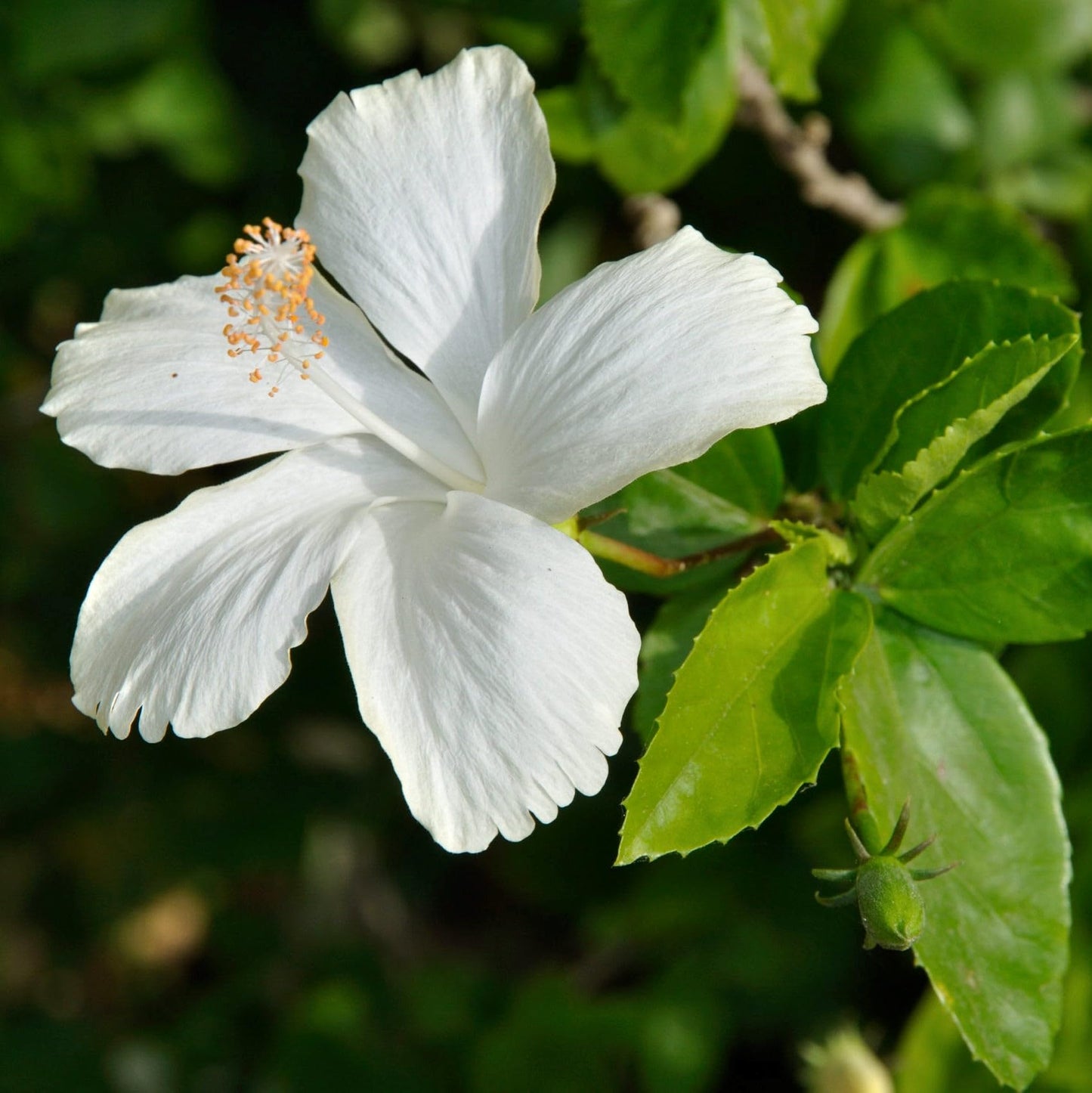 5 White Diana Rose of Sharon Hibiscus (Althea) Shrubs - 10-18" Tall Live Plants - Flowering Bush/Tree Seedlings - Hibiscus syriacus 'Diana' - (Pack of 5)