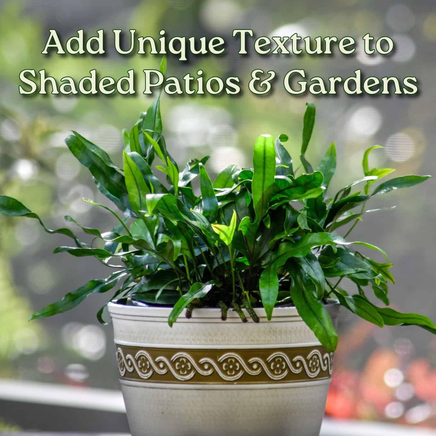 Kangaroo Fern Plant - Live Fern Green Foliage - Overall Height 18inch to 22inch - 1 Gallon Pot - Tropical Plants of Florida (Plant + Fertilizer)