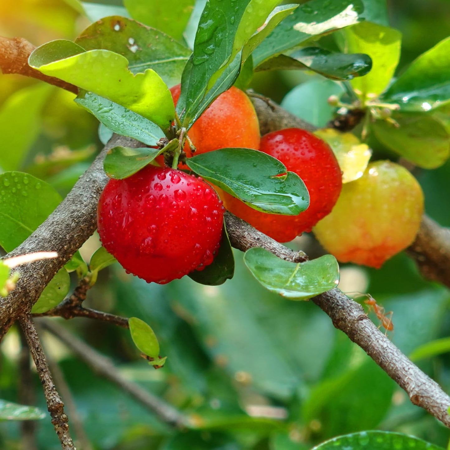 Barbados Cherry Tree Live Plant for Planting, 4-8 Inch Tall, Acerola Barbados Cherry Plant Live Ready to Grow Outdoor, Ship No Pot