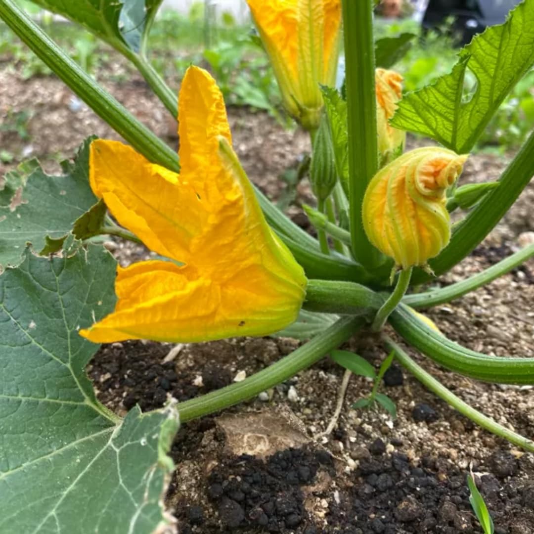 4 Yellow Squash Plants Live in 4 Inch Pot, Squash Live Plants, Zucchini Plants Live