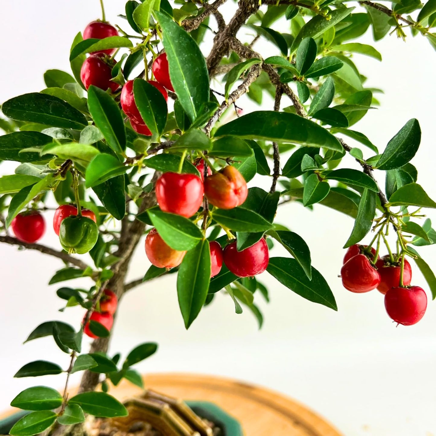 Dwarf Barbados Cherry Plant Live, Acerola Red Cherry Seedlings, 5-9” Tall, Cherry Fruit Trees for Backyard