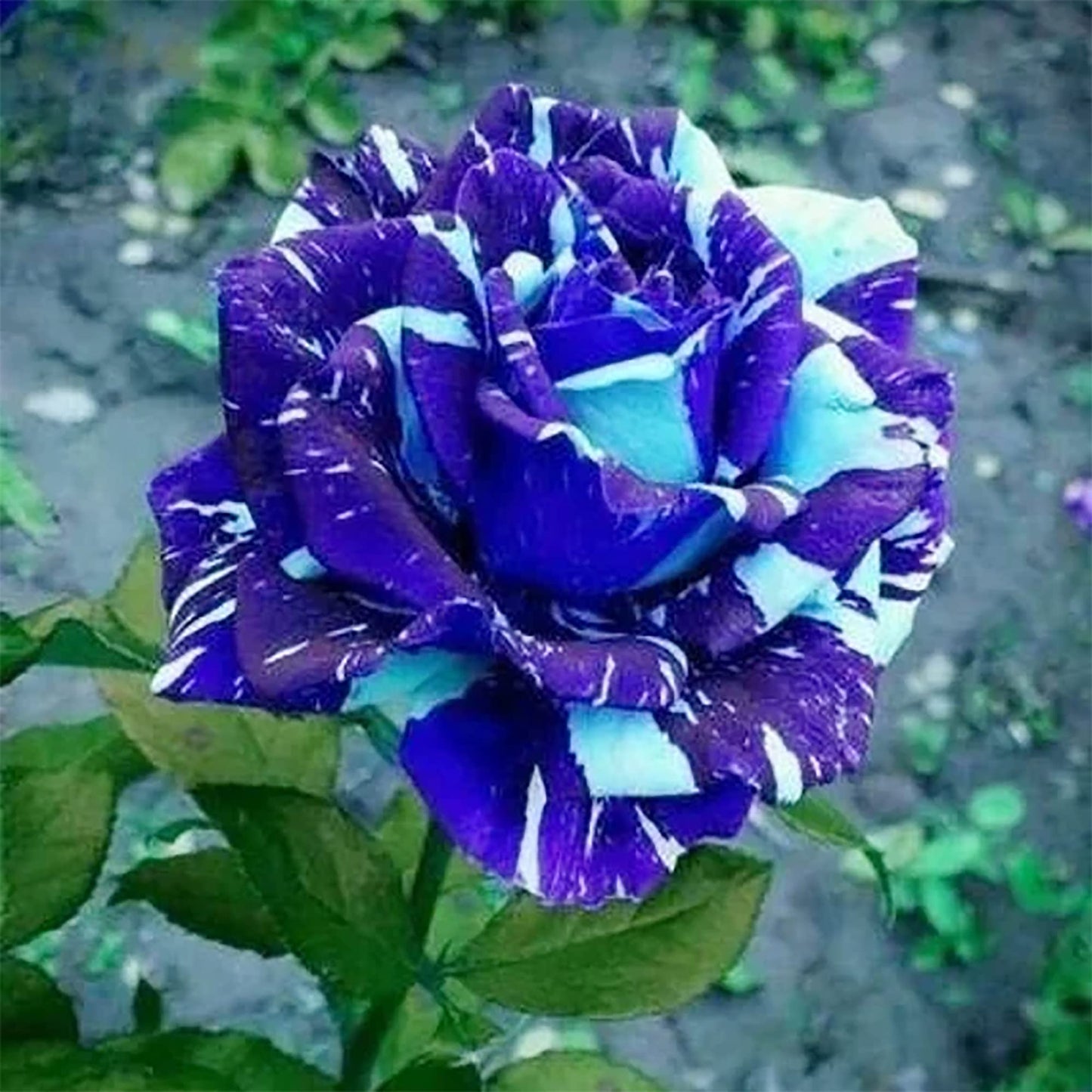 QAUZUY GARDEN 20 Blue Dragon Rose Rosa Seeds for Planting | Rare Striking Beautiful Stripe Rose Bush Seed for Garden Yard & Attract Pollinators