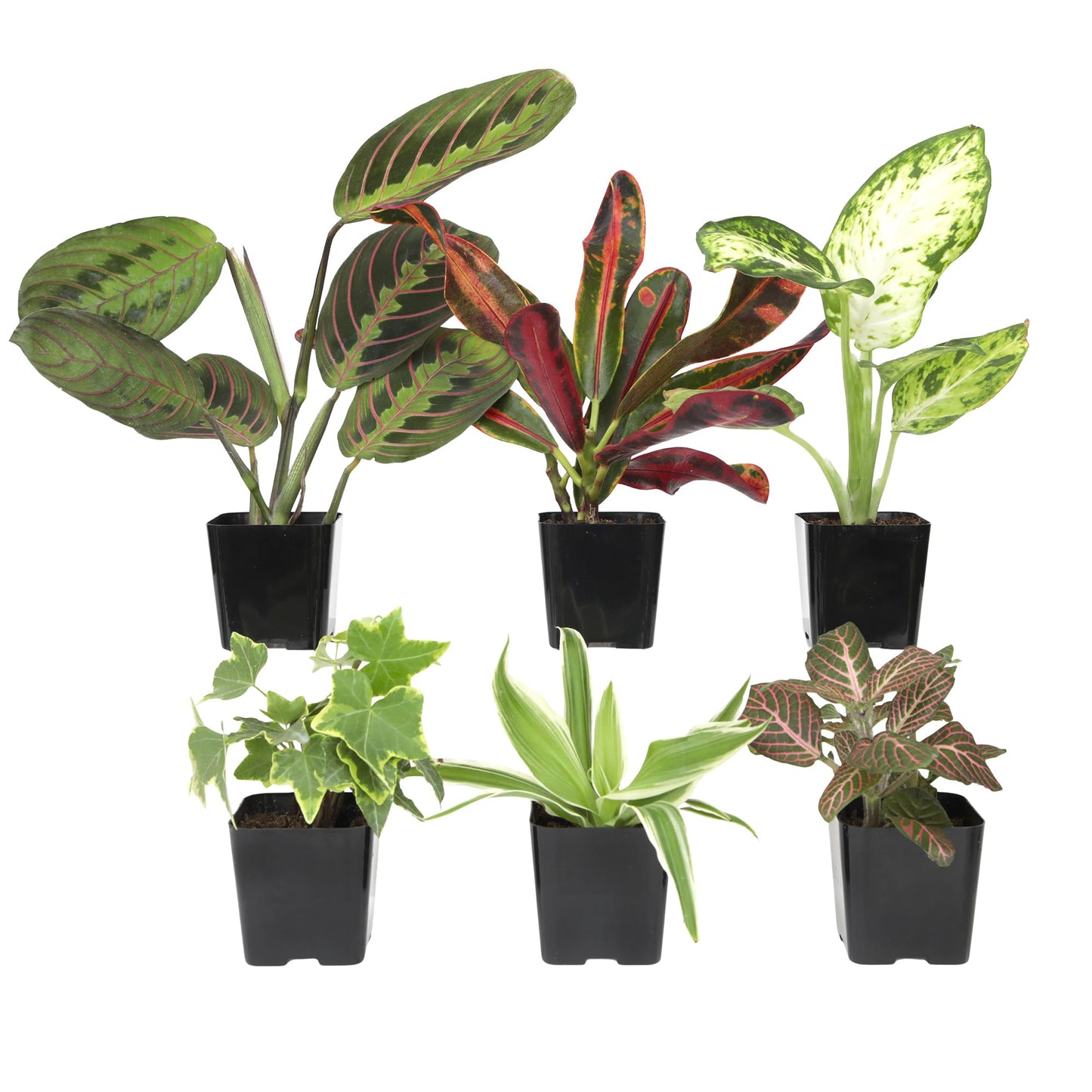 Altman Plants Live Houseplants (6PK), Indoor Plants for Delivery Prime, Live Plants and Gardening Gifts for Plant Lovers, Planters for Indoor Plants with Potting Soil, Live House Plants Indoors Live