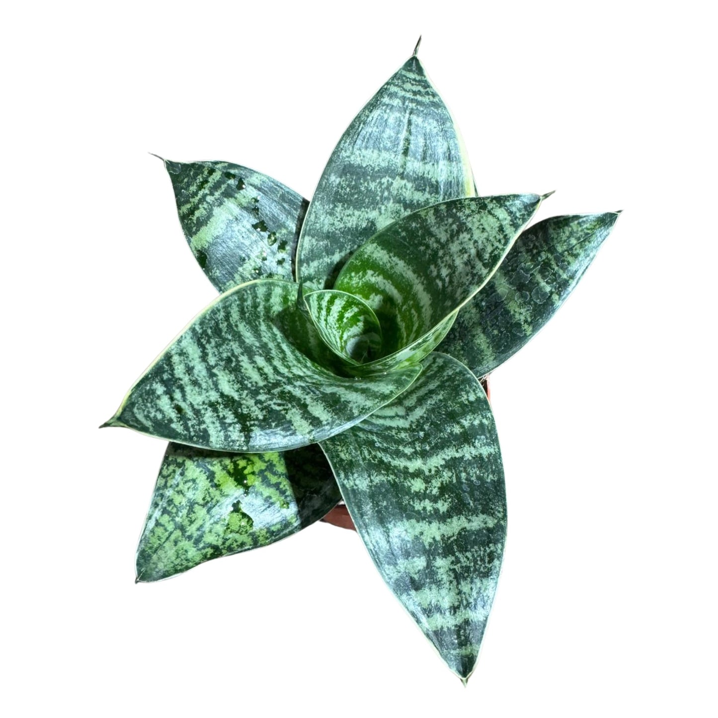 PLANTVERS Sansevieria Trifasciata 'Hahnii' in 4" Grow Pot –Bird’s Nest Snake Plant – Easy Care Air Purifying Indoor Houseplant - Tropical Houseplant