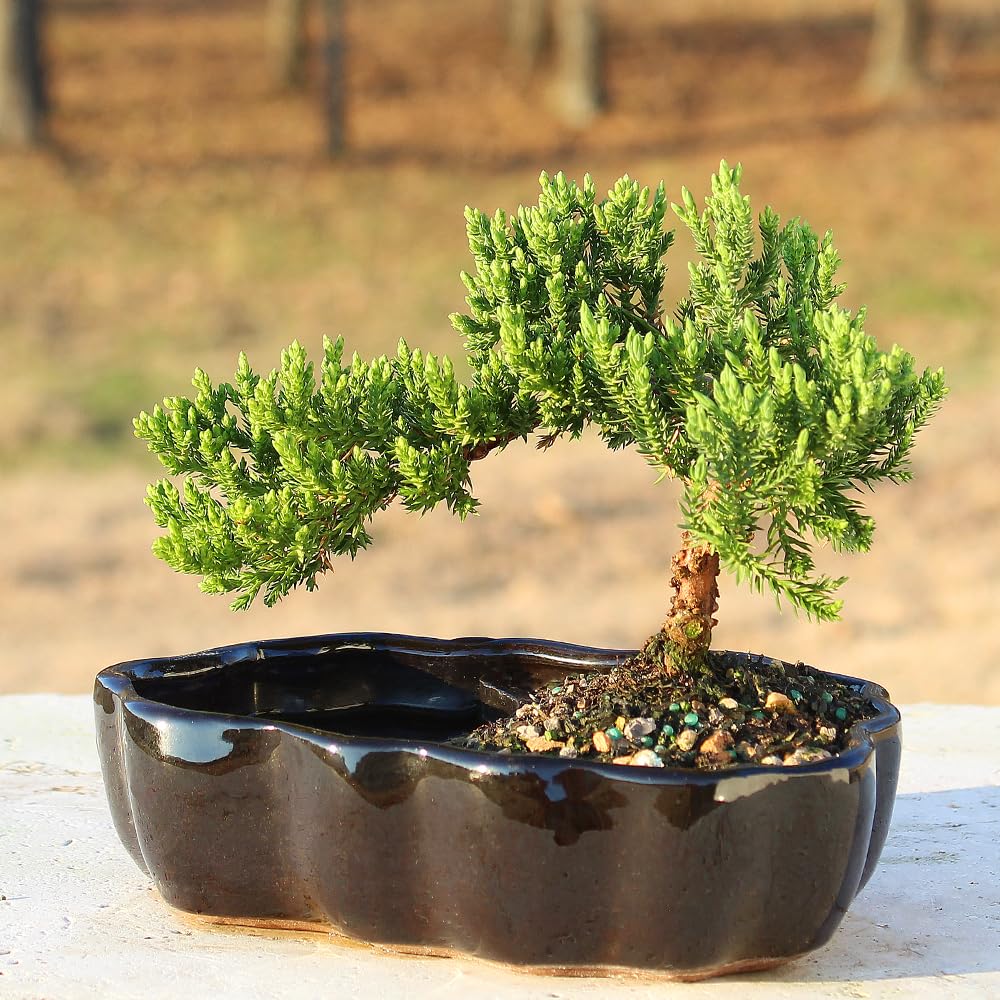 Brussel's Bonsai - Live Green Mound Juniper Bonsai Tree in Zen Reflections Pot, Outdoor Bonsai Tree Live Plant, 3 Years Old, 6-8 Inches Tall, Easy Care Bonsai for Patio Garden (Small)