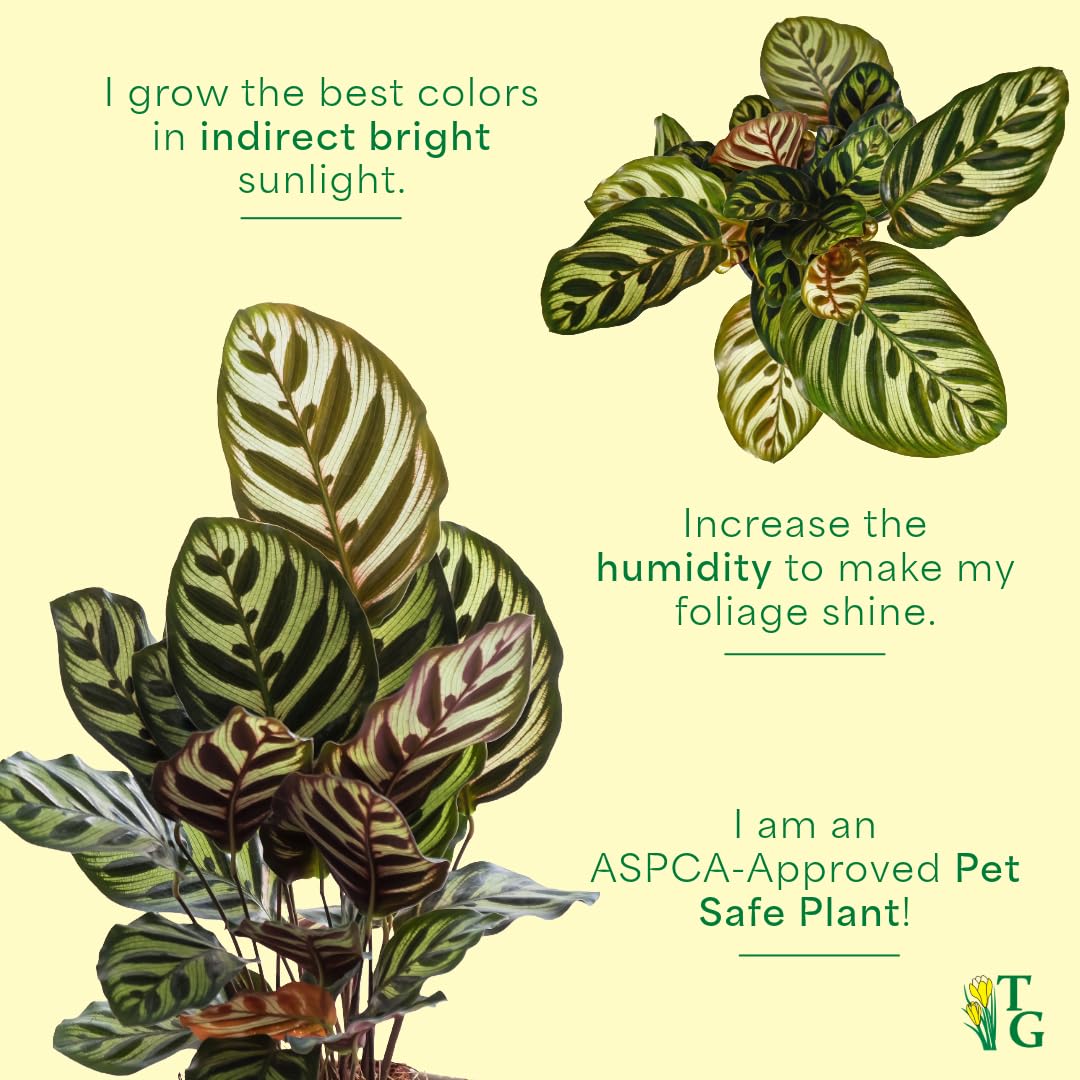 Thorsen's Greenhouse Peacock Calathea, Live Indoor Plant, Safe for Pets, Colorful Foliage, Rare Variety, Peacock Plant, 4" Diameter (Natural)