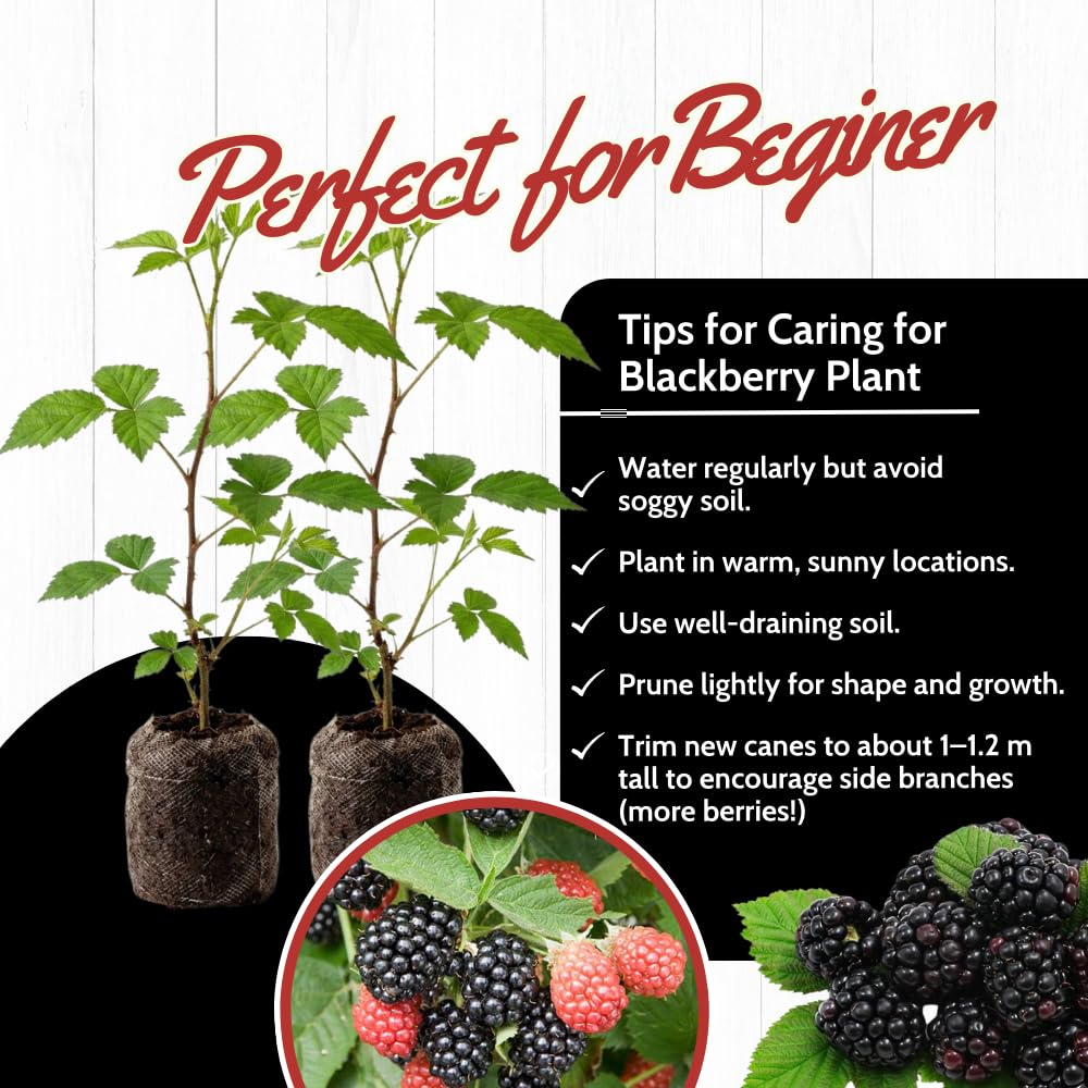 Pack 2 Thornless BlackBerry Plants Live, 4-8 Inch Tall, BlackBerry Bush Live Plant, Sweet Blackberries Fruit Indoor Outdoor (Ouachita BlackBerry)