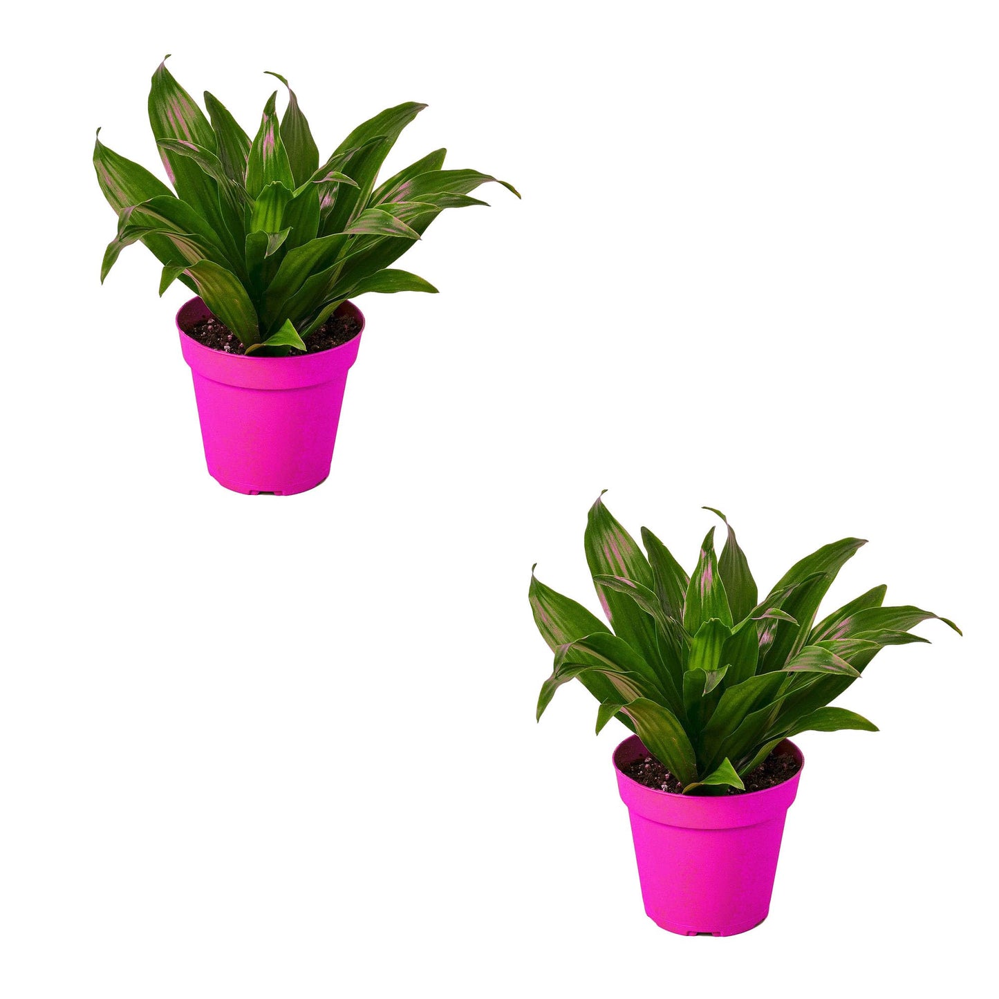 2 Pack Dracaena 'Janet Craig' in 3in Pot - Live Plants Tropical Houseplants | Variegated | USA Growers | The Snobby Leaf