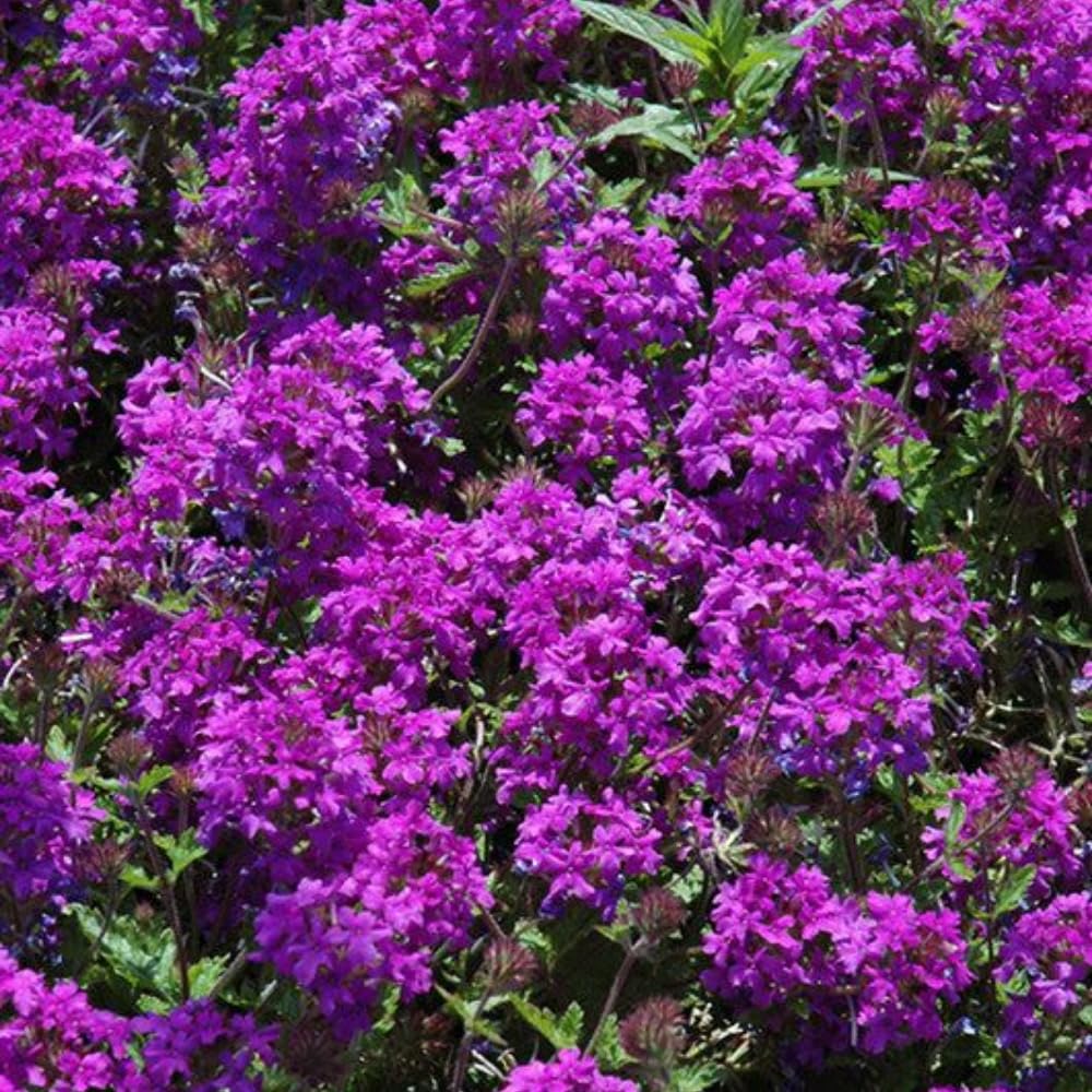 2 Dark Purple Verbena Live Plants, Trailing Verbena Plants for Planting Outdoor, Perennial Ground Cover Flowers 4-7 Inches