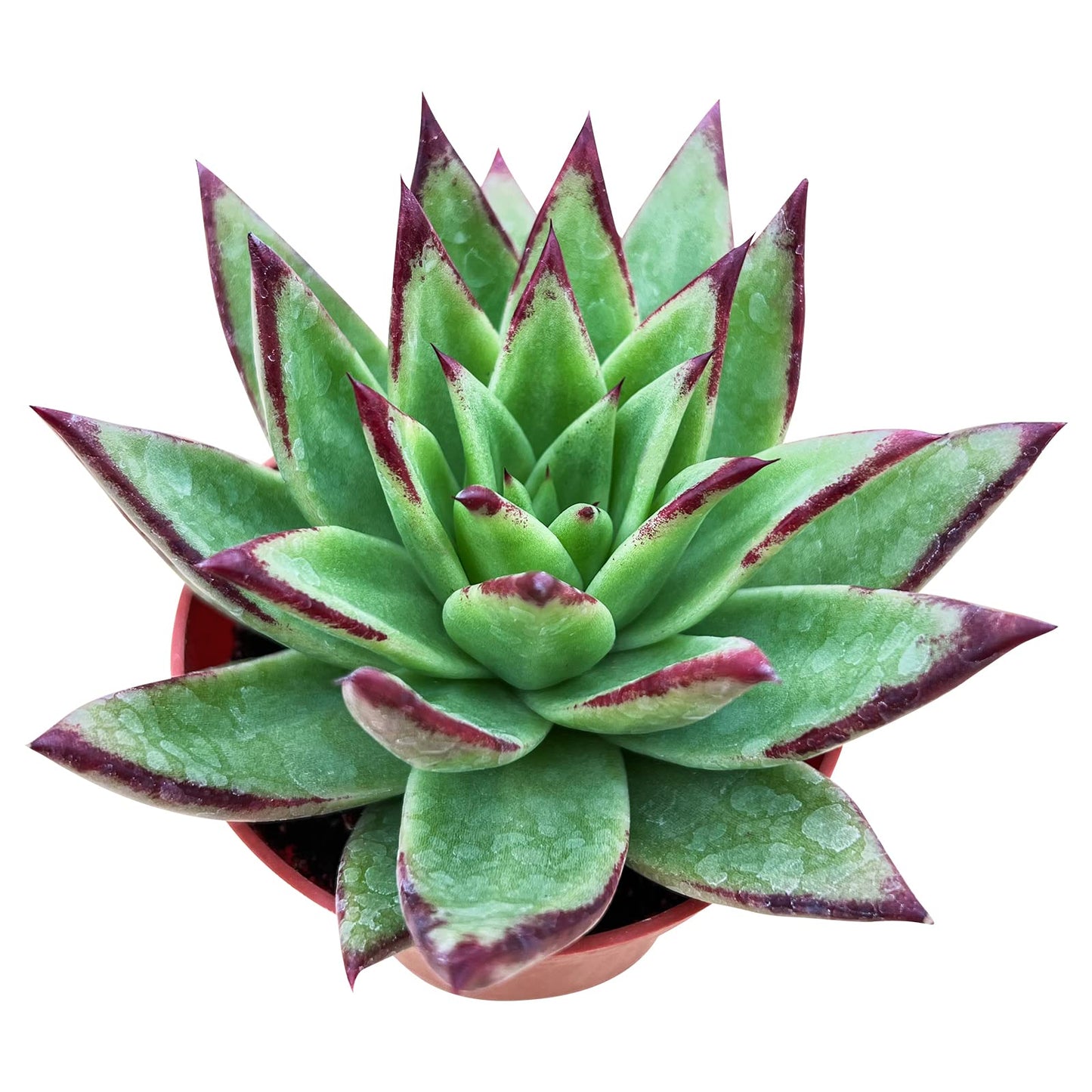 Sprout N Green Echeveria agavoides 'Lipstick', Live Succulent Fully Rooted in 4 inch Starter Pot, House Plant for Indoor Outdoor Home Office Wedding Decoration Party Favor