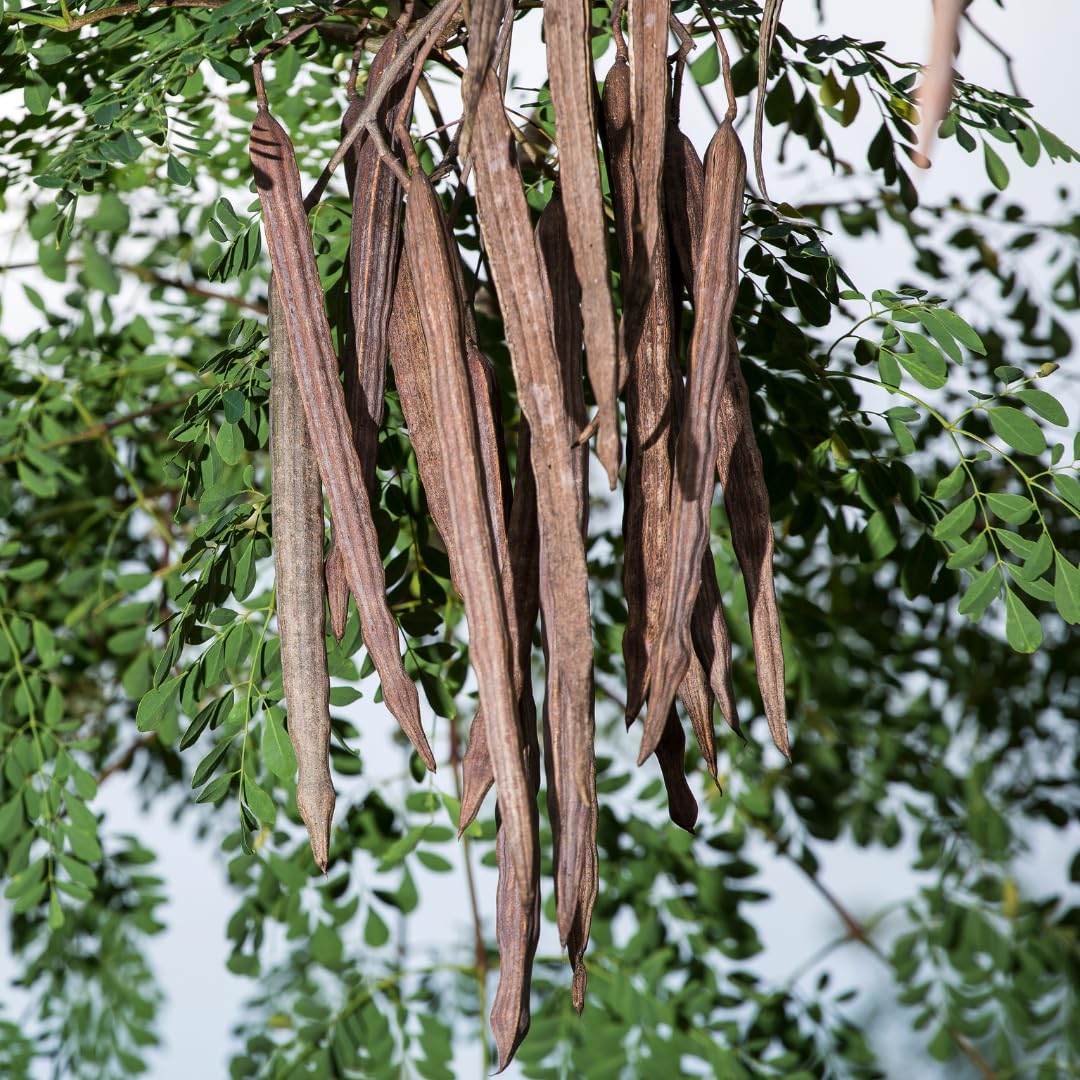 Moringa Oleifera Live Trees Plants in One Pot, 6-10" Tall, Drumstick Horseradish Malunggay Trees Herb, Zones 9-11, 8 Months Old Seedling Tree