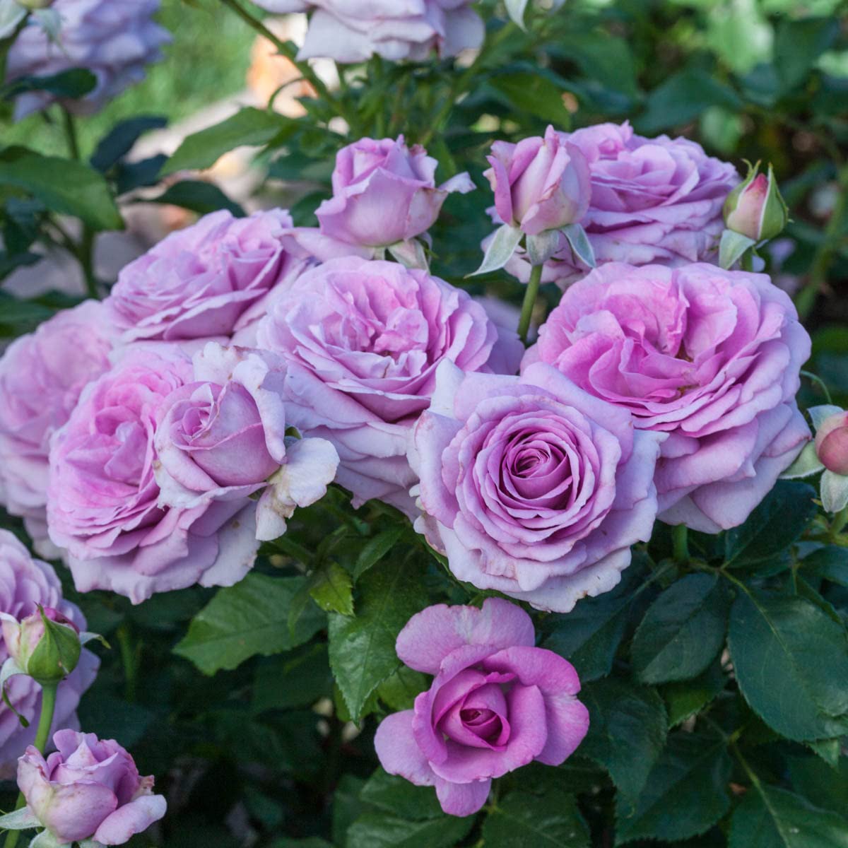BRECK'S - Violets Pride Dormant Bare Root Floribunda Rose, Includes one Plant per Order