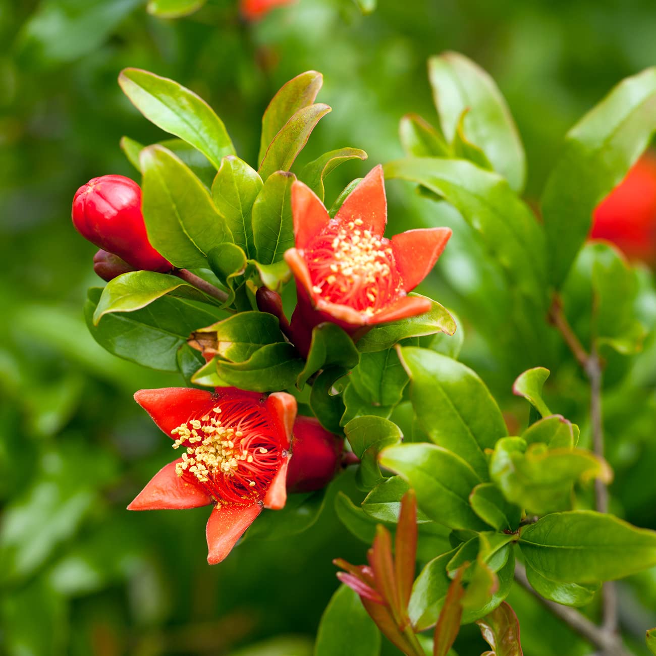 Russian Pomegranate in a 3 Gal. Grower's Pot | Cold Hardy Drought Tolerant | Yields Large Delicious Fruit | Real Dwarf Fruiting Tree