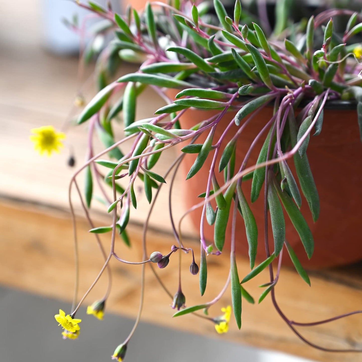 Sprout N Green 4" Ruby Necklace with White Stripe Pot, Live Othonna capensis L.H.Bailey Succulent, Purple Hanging Trailing House Plant for Home Office Wedding Decoration DIY Project Party Favor