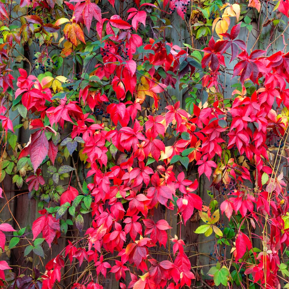 Boston Ivy Plant, Ivy Vine Plants Live Perennial Ground Cover, 2.5 Inc Pot