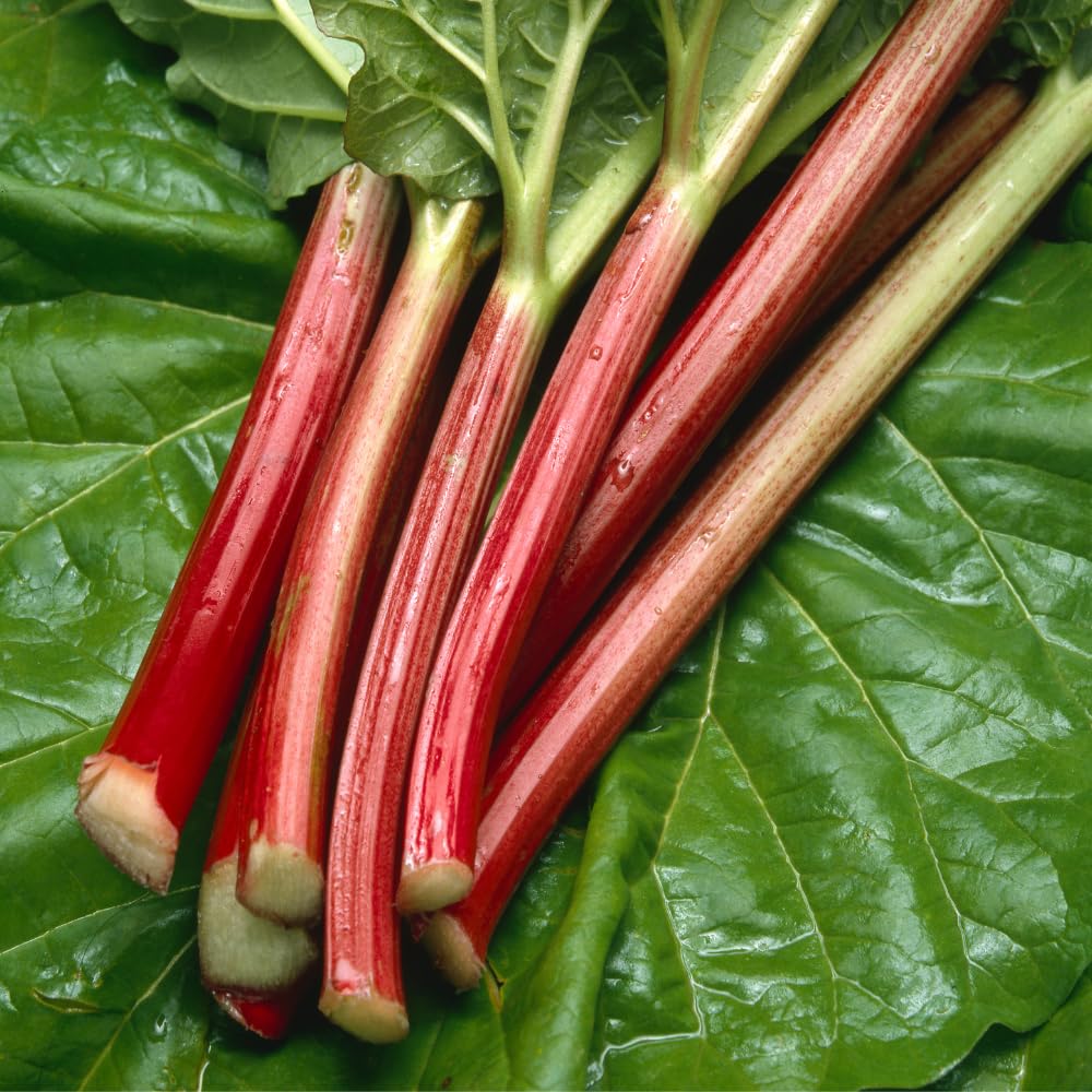 5 Rhubarb Plants Root for Planting, Red Rhubarb Plant Roots, Size 3 to 6 Inch, Perennial Hardy Vegetable Plants for Planting Outdoors