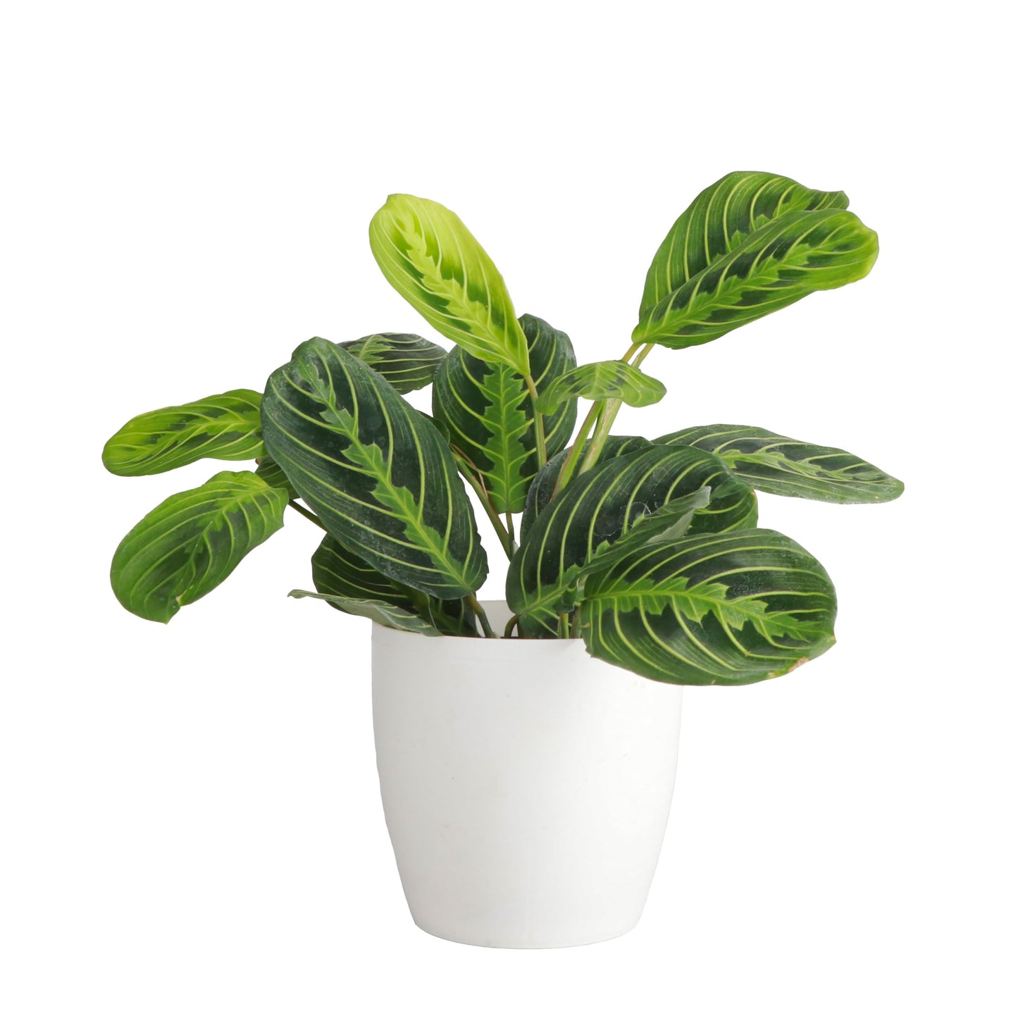 Thorsen's Greenhouse Lemon Lime Prayer Plant, Live Indoor Plant, Pet Friendly, Attractive Houseplant, Lemon Maranta, Natural Air Purifier, Easy to Grow, 4" Diameter Pot, White