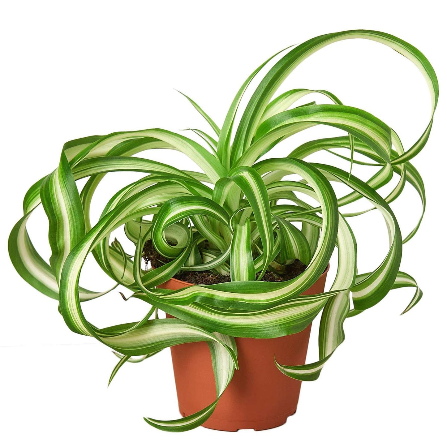 Spider Plant Bonnie Live Plant for Indoor | Different Houseplants in 4'' & 6'' Pot | Real House Plant for Living Room, Office, Desk & Bathroom | Chlorophytum Comosum | Airplane Ivy