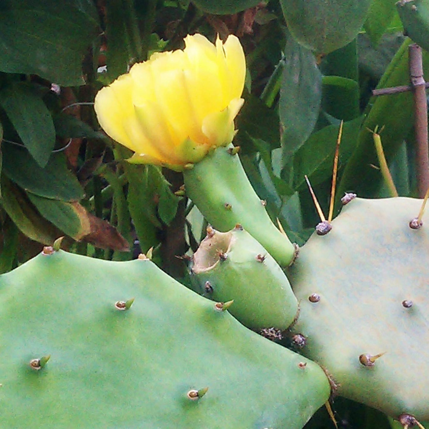 Eastern Prickly Pear Cactus Seeds (Opuntia humifusa) Packet of 5 Seeds