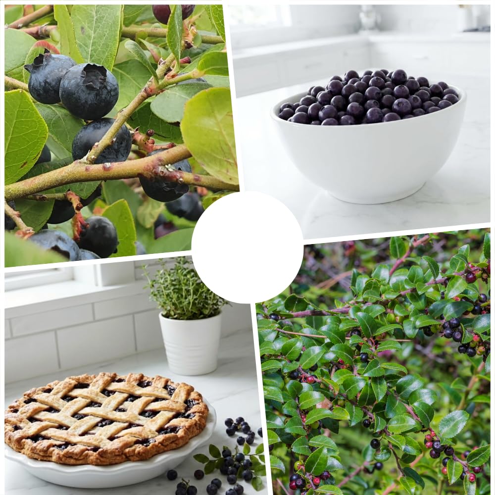 Huckleberry Plant Live, Huckleberry Bushes Live Plant, 5 Inches Pot, 4-6 Inc Tall, Sweet Edible Berries, Hardy Fruit Shrubs for Patio and Outdoor Garden