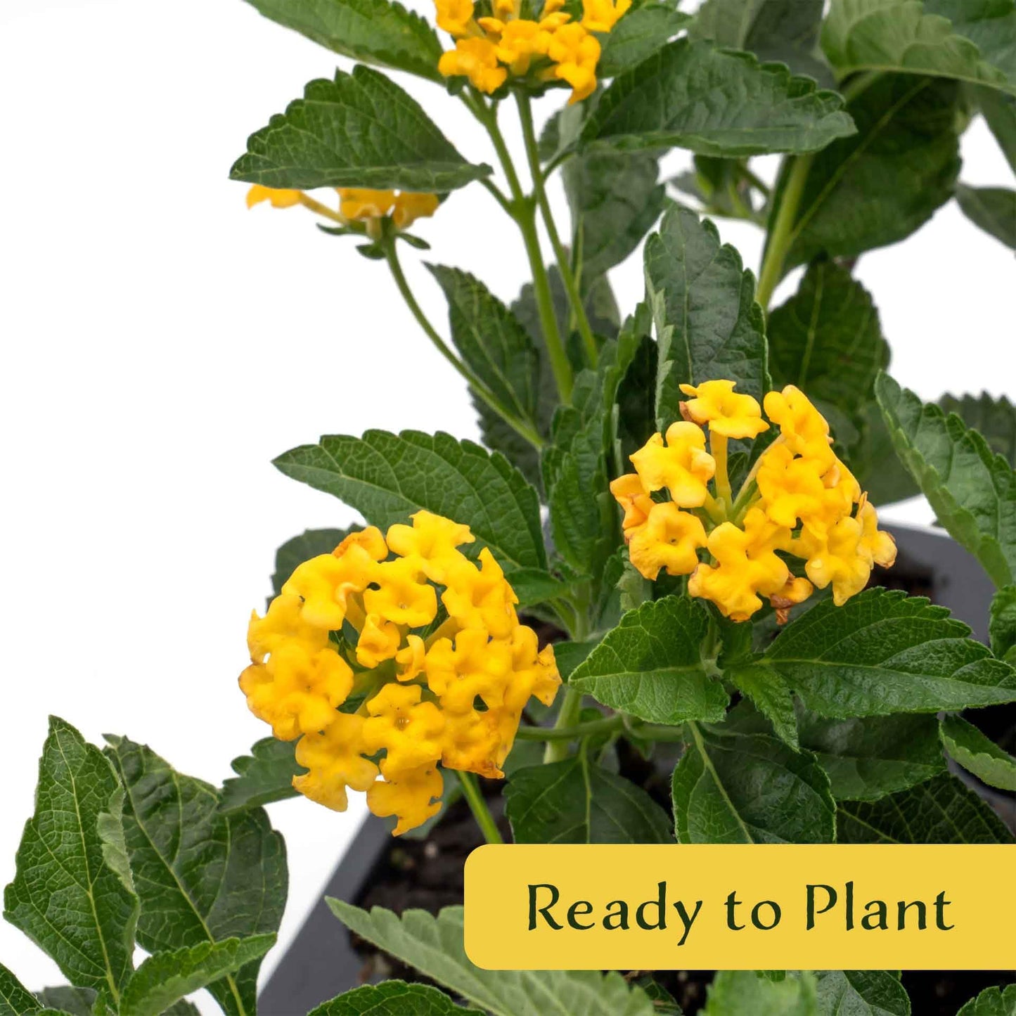 12 New Gold Lantana – Golden Yellow Flowering Shrub for Borders, Containers, & Pollinator Gardens (Lantana Camara ‘New Gold’) in 2.5″ Cubes, Live Plants
