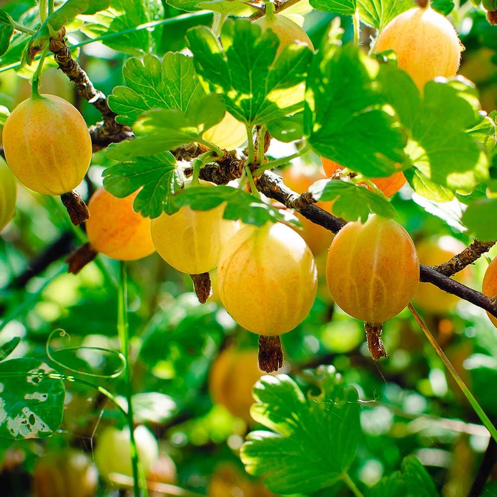 Gooseberry Bush Live Plant Well Rooted, 5-9 Inch Tall, Sweet Gooseberry Plant Live for Planting