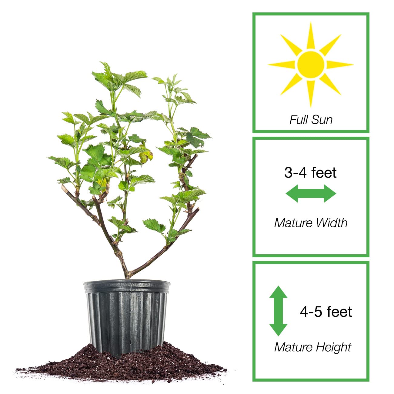 Perfect Plants Triple Crown BlackBerry Bush 1 Gallon | Live Vining Fruit for Outdoor Planting | Large Fruits for Home Gardens | Dark Purple Berries are Sweet & Healthy