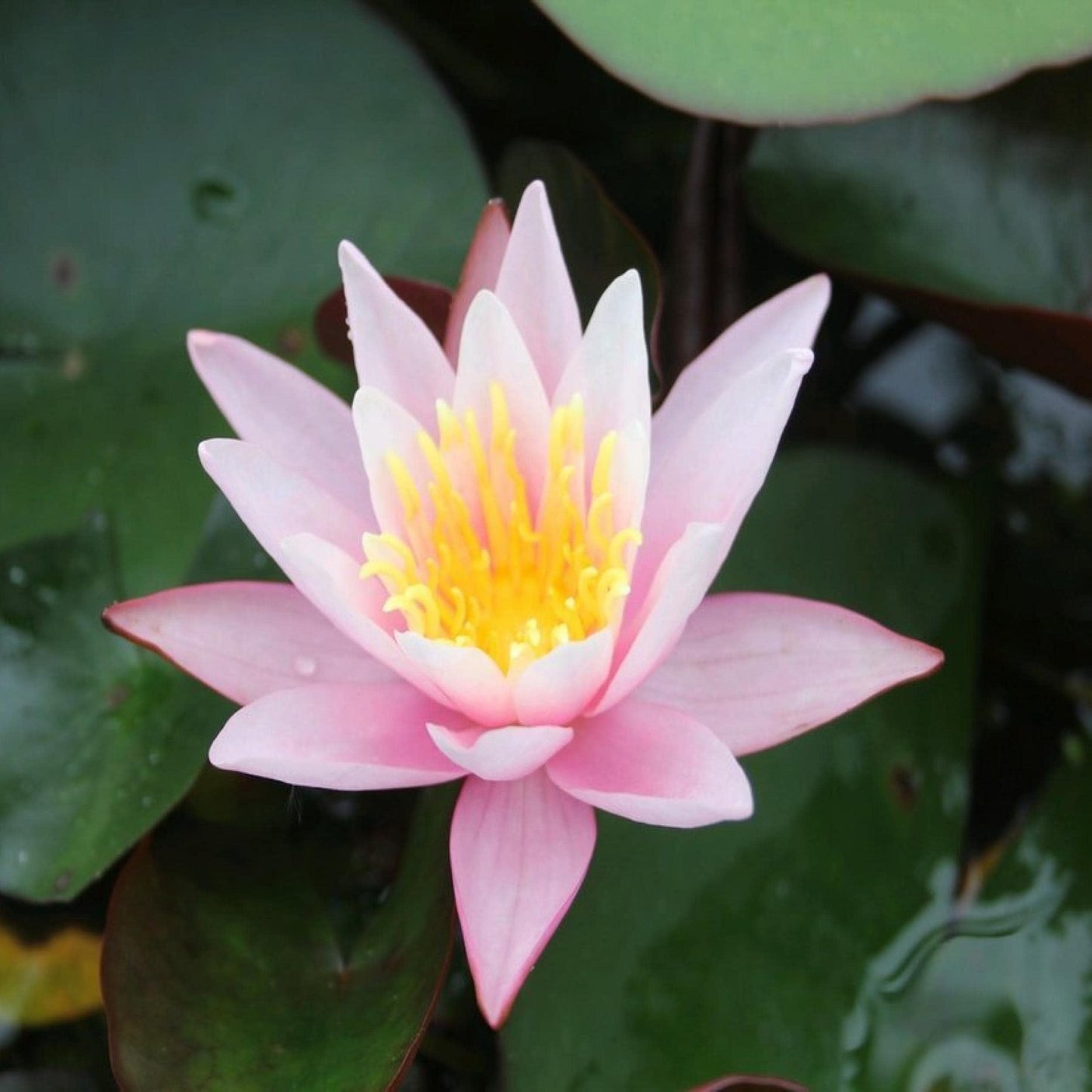 Chalily Water Lily Aquatic Plants Live Lilies Real Small or Big Pond Plant Lilly Ponds Cold Hardy Pads Grow waterlillies Flowering rhizomes Outdoor lilys Waterlily Lillies pre Grown lillys pad Pink
