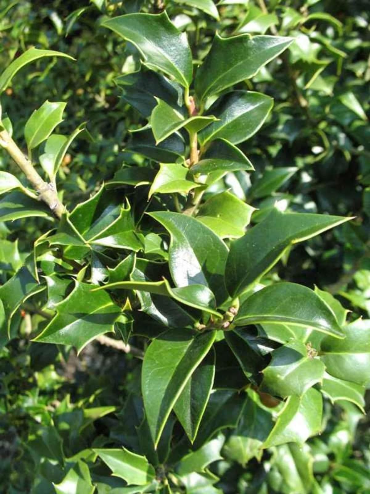 Live Plant - Dragon Lady Holly Shrub/Bush/Tree – 6-12" Tall Seedling – Live Plant - 3" Pot