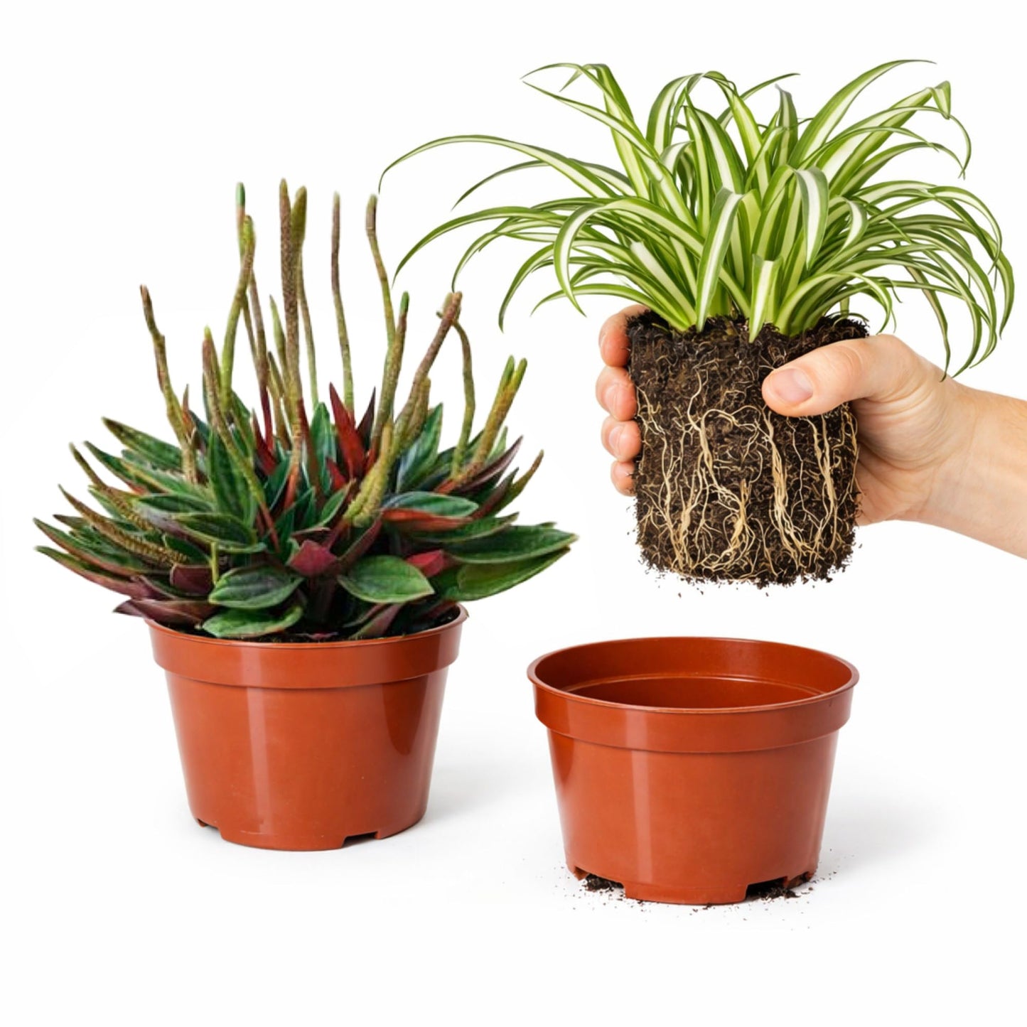 Easy to Grow Houseplants Mix Pack of 3 Full Size Potted Plants - Established & Rooted in 4" Quart Pots, Growers Assorted Mix of Air-Purifying Large Plants (Not Starter Plugs)