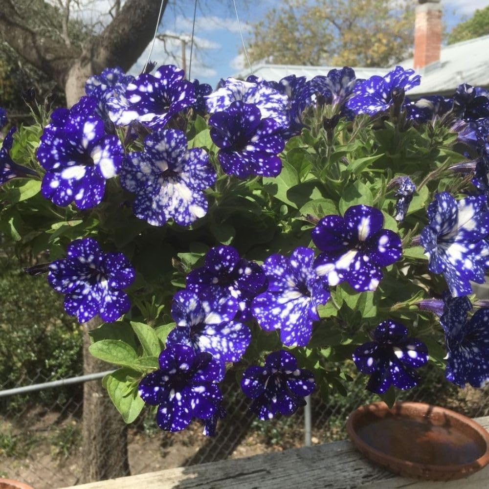Set 2 Petunias Plants Live, 5-9 Inches Tall, Petunia Flowers Seedlings, Petunias Live Plant for Home Garden, Vibrant Tropical Blooms (Night Sky Petunias)