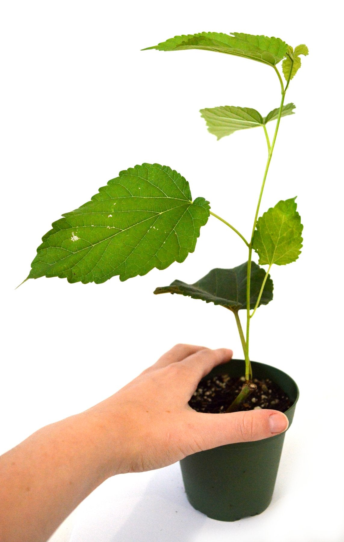 Dwarf Everbearing Mulberry Plant - Morus nigra - Sweet Fruit - 4" Pot