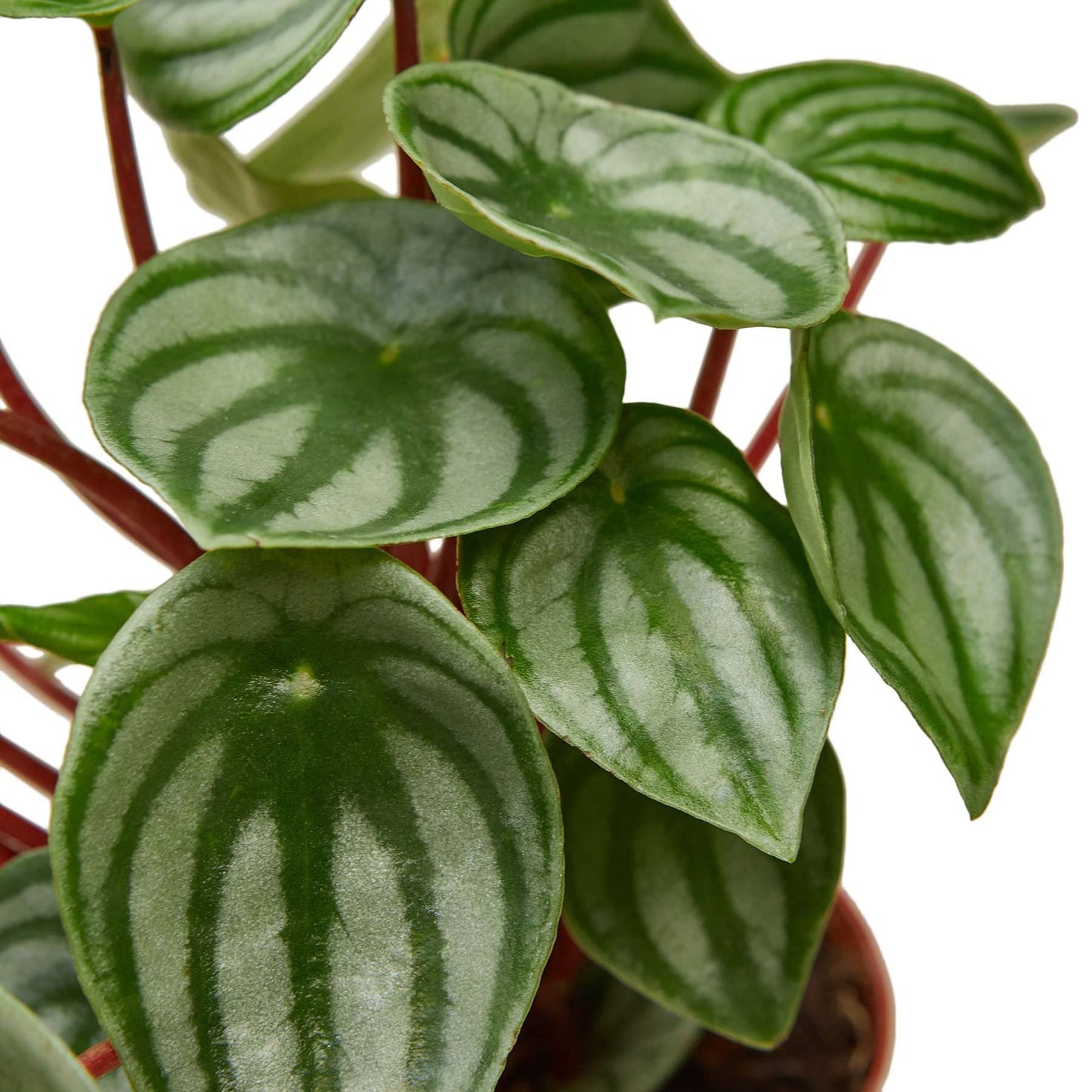 Peperomia Watermelon Live Plant for Indoor | Different Houseplants in 4'' & 6'' Pot | Real House Plant for Living Room, Office, Desk & Bathroom | Begonia | Peperomia argyreia