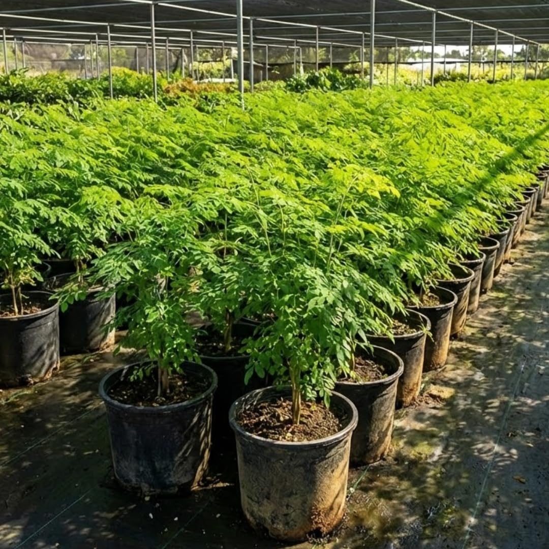 Live Moringa Oleifera Tree Plant, 2-3 Feet Tall, Established Malunggay Plant in 1 Gallon Pot, Fast-Growing Drumstick Tree