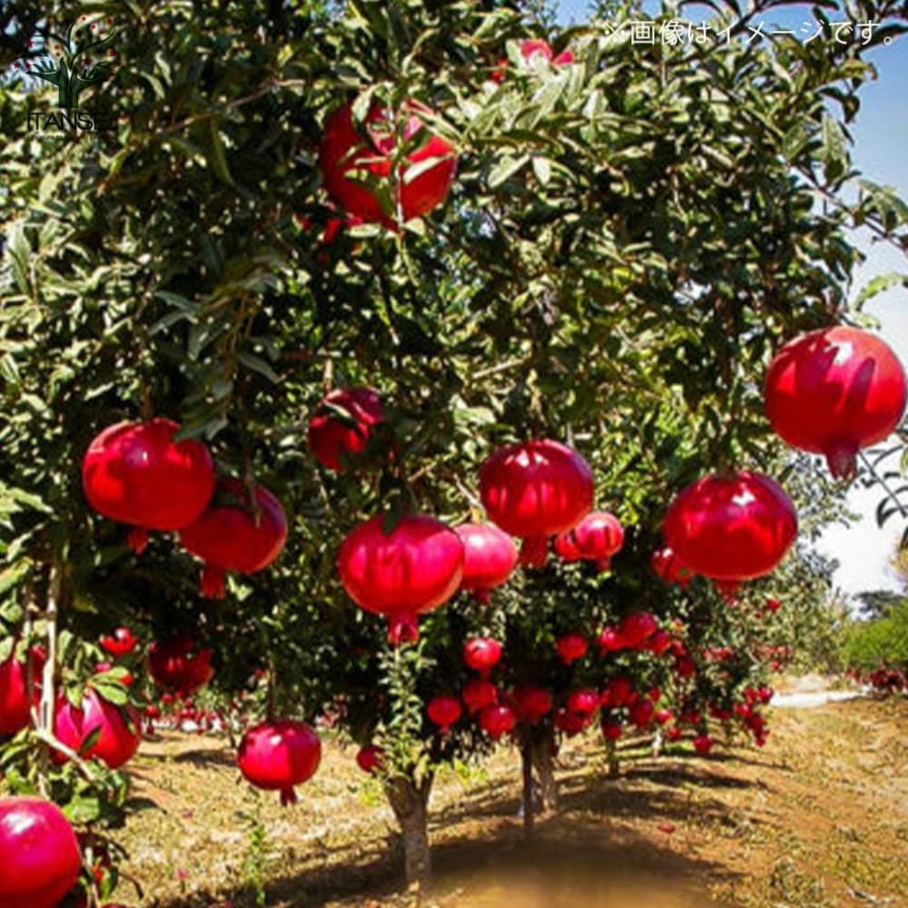 Pomegranate Tree Live Plant, Wonderful Pomegranate Plant Live, 4 to 7 Inc, Sweet Fruit Tropical Plant
