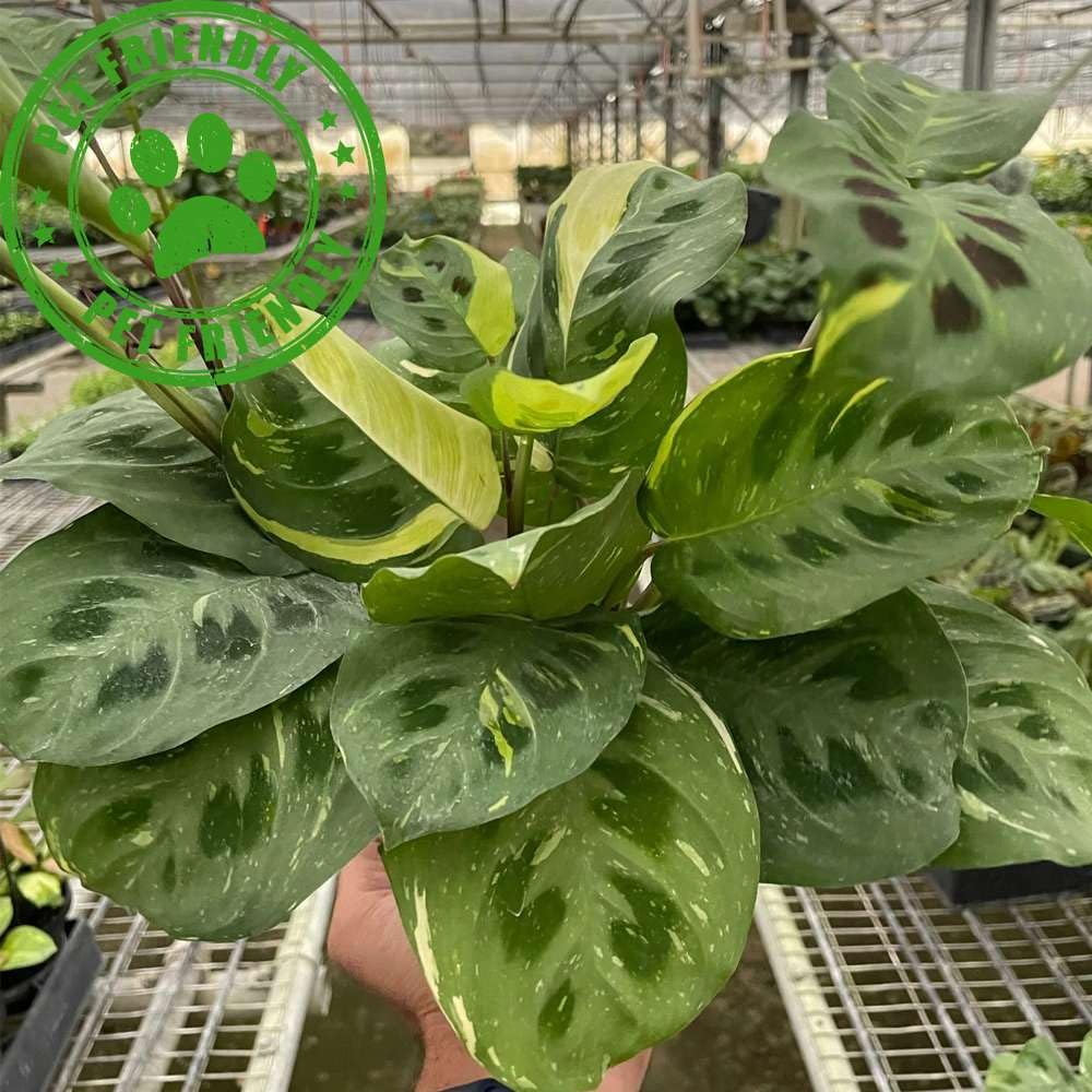 Maranta Variegated Beauty Kim Live Plant for Indoor | Different Houseplants in 4'' & 6'' Pot | Real House Plant for Living Room, Office, Desk & Bathroom | Prayer Leucornea Plant
