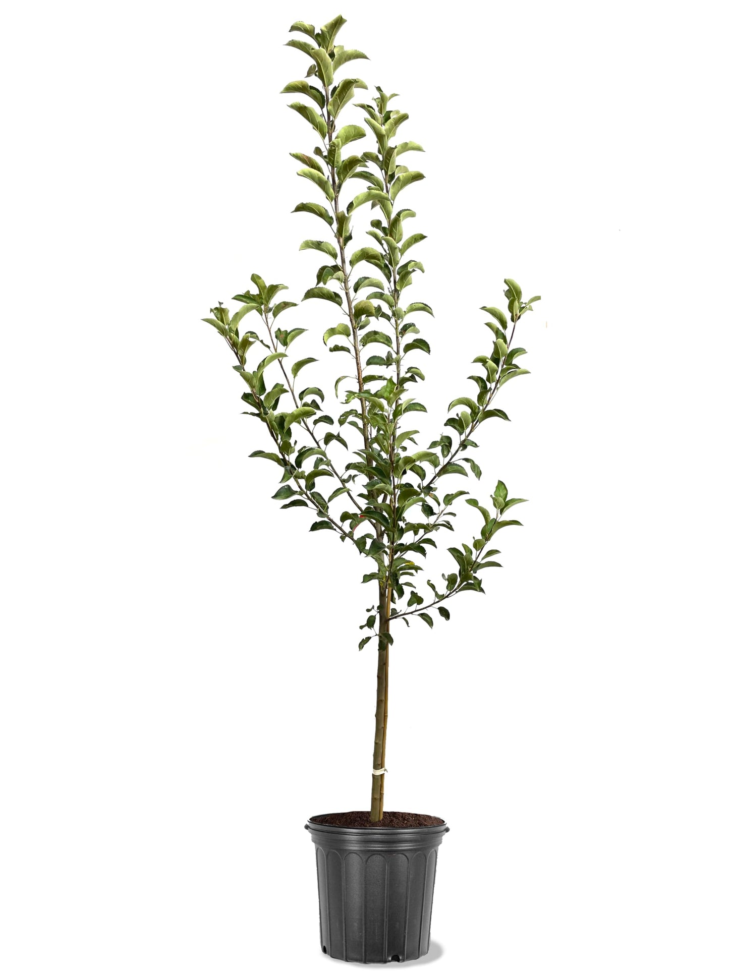 American Plant Exchange Apple Tree 'Hackworth' – Live Fruit-Bearing Plant, 5-Gallon Pot, Heat-Tolerant, for Home Orchards, Backyard Gardens & Edible Landscapes