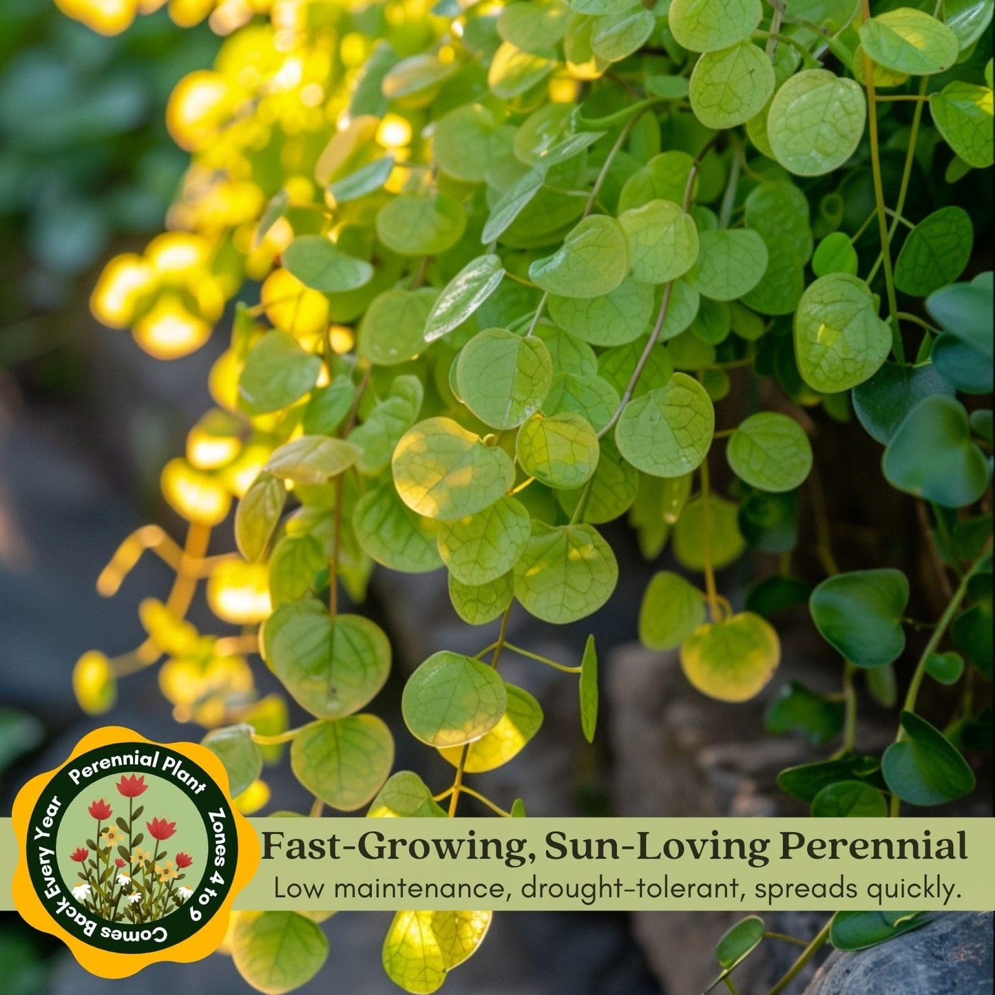 Clovers Garden Creeping Jenny Goldi Plants Two (2) Live Plants – Non-GMO - Not Seeds - Each 4" to 8" Tall – in 4" Inch Pots - Lysimachia, Perennial, Cascading