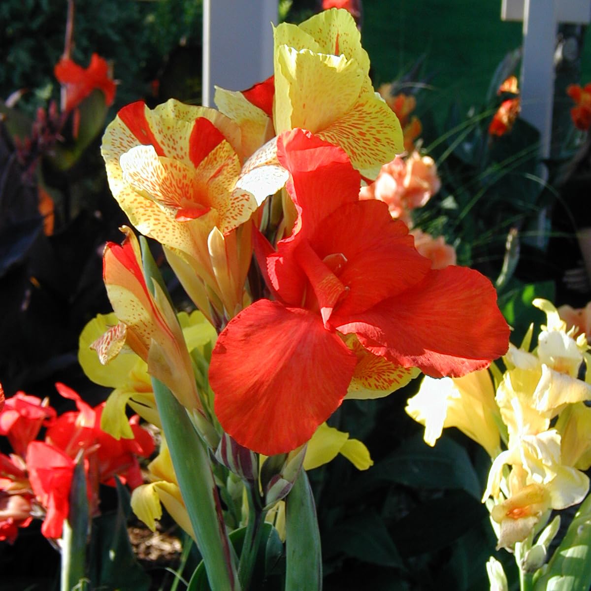 Cleopatra Canna Lily Bulb – Red and Yellow Bicolor Blooms, Tropical Garden Perennial, Zones 3–9, Summer Flowering Rhizome, 4–5 Ft Tall, 1 Bulb