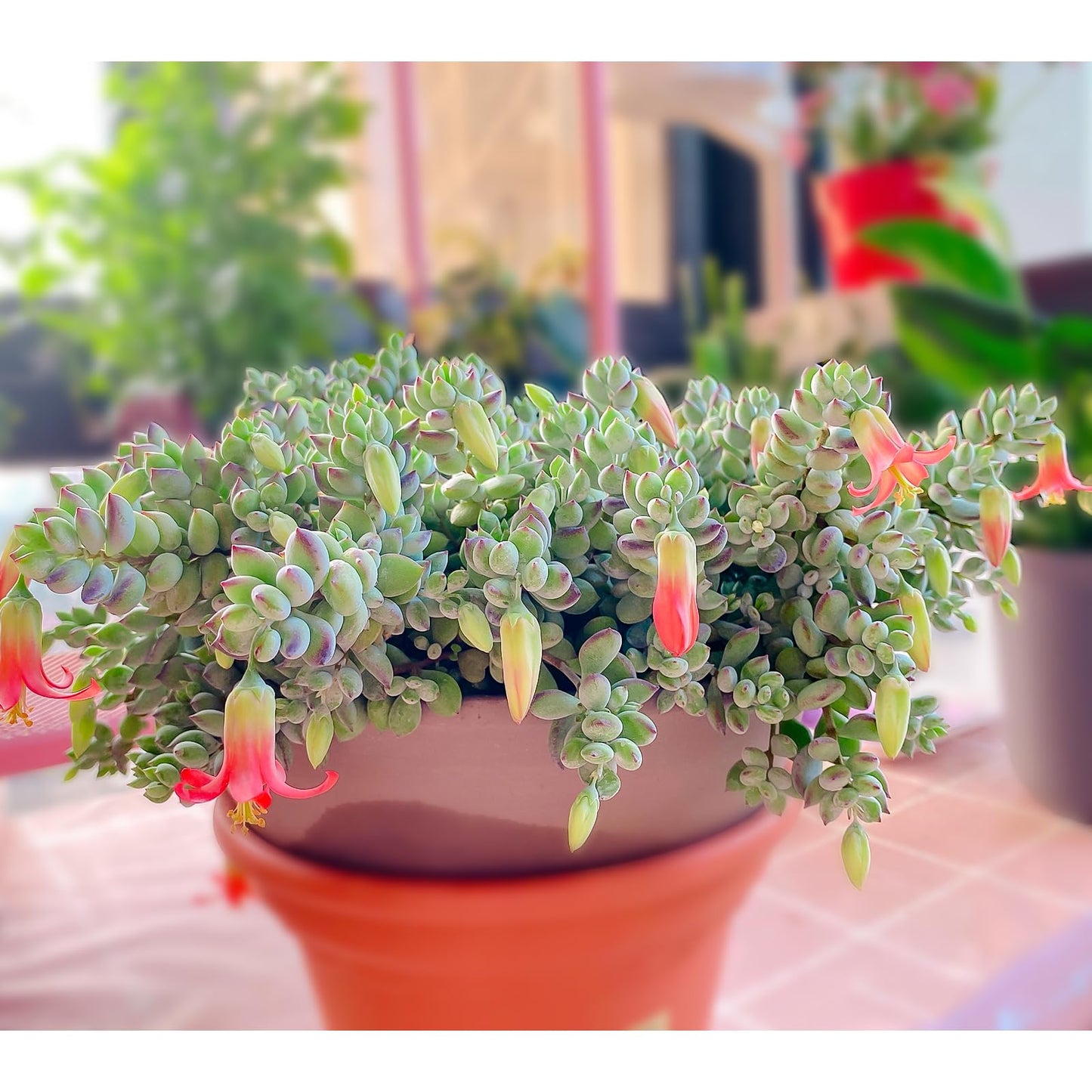 Sprout N Green Cotyledon Pendens, Live Succulent Fully Rooted in 4" Pot with Soil, Trailing Plant for Home Office Wedding Indoor Outdoor Hanging Decor DIY Project Party Favor, Keep Away from Pets