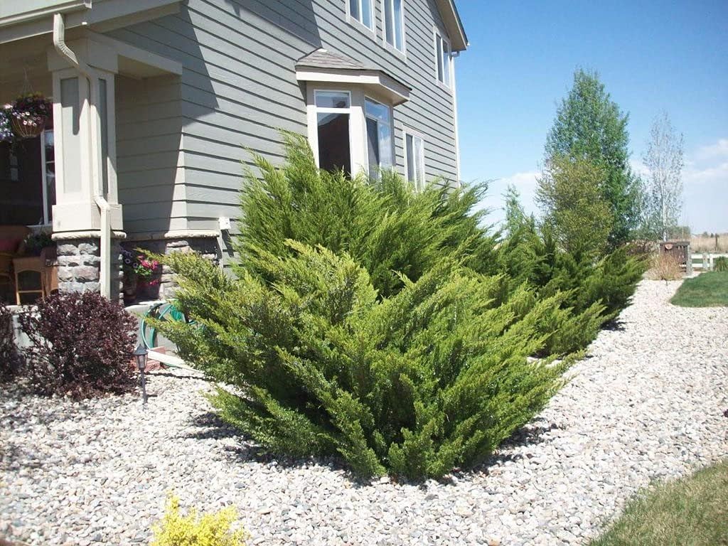 Sea Green Juniper - 2 Live Gallon Size Plants - Juniperus Chinensis - Drought Tolerant Cold Hardy Evergreen Border Screening Shrub
