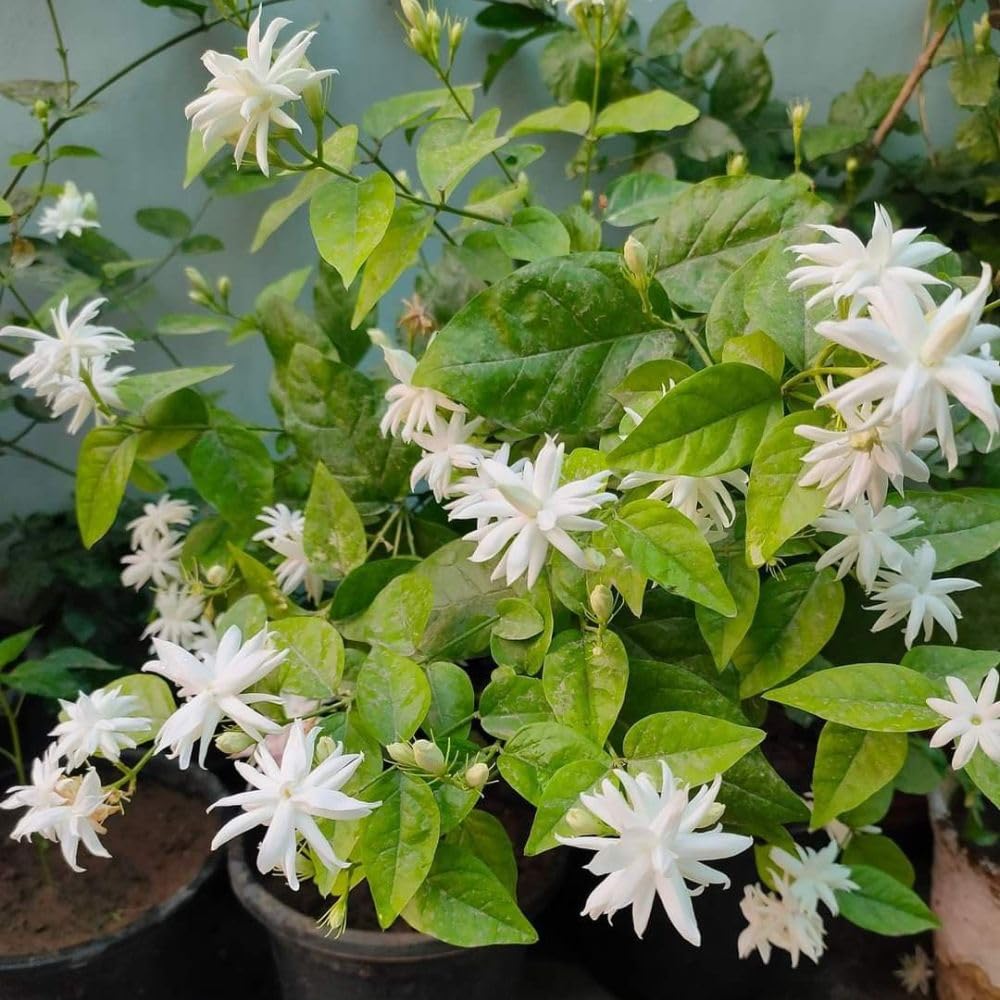 Live Jasmine Plant 2-3ft Tall in One Gallon Pot, Jasmine Sambac Plant Live, White Jasmines Flowers Shurb for Grow Indoor or Outdoor (Arabian Jasmine)