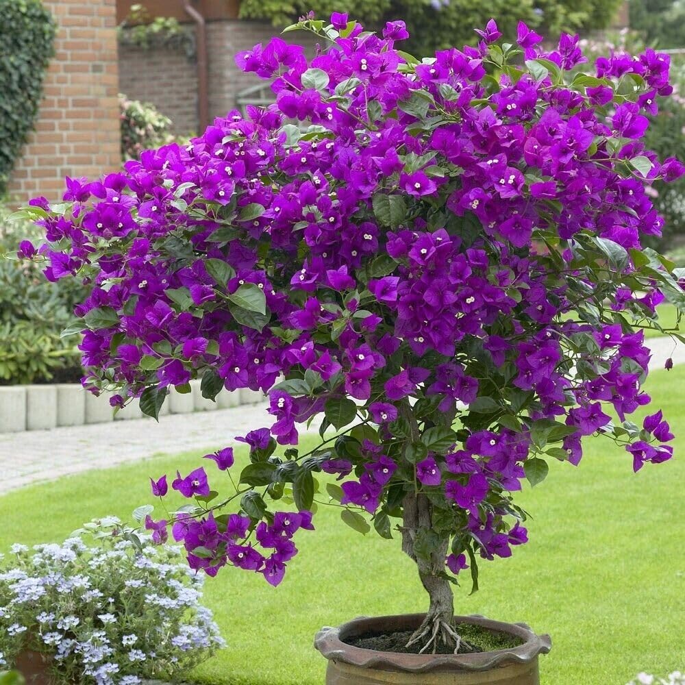 Live Plant - Violet Bougainvillea Small Well Rooted Starter Plant