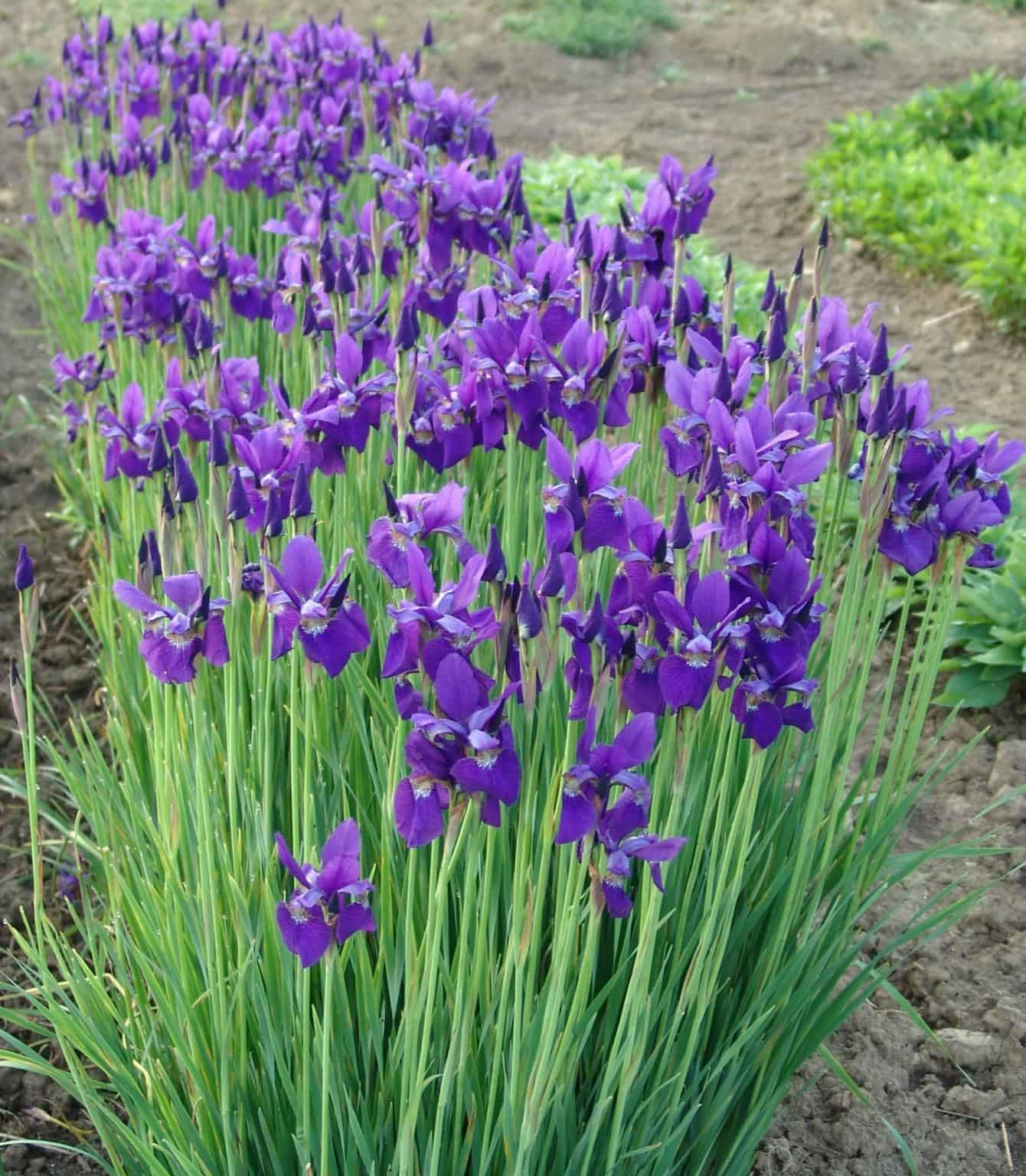Votaniki Caesar's Brother Siberian Iris - Perennial Flowering Plant, Siberian Iris Rhizomes for Planting | Spring & Summer Flowers, Easy to Grow (1 Pack)