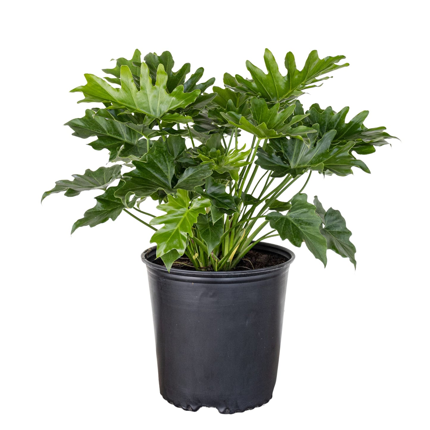 United Nursery Philodendron Selloum Live Plant 26-32 inches Tall Live Indoor Tree Philodendron 10 inch Plant Pot Large Air Purifying Floor Plant for Office, Patio or Home Decor