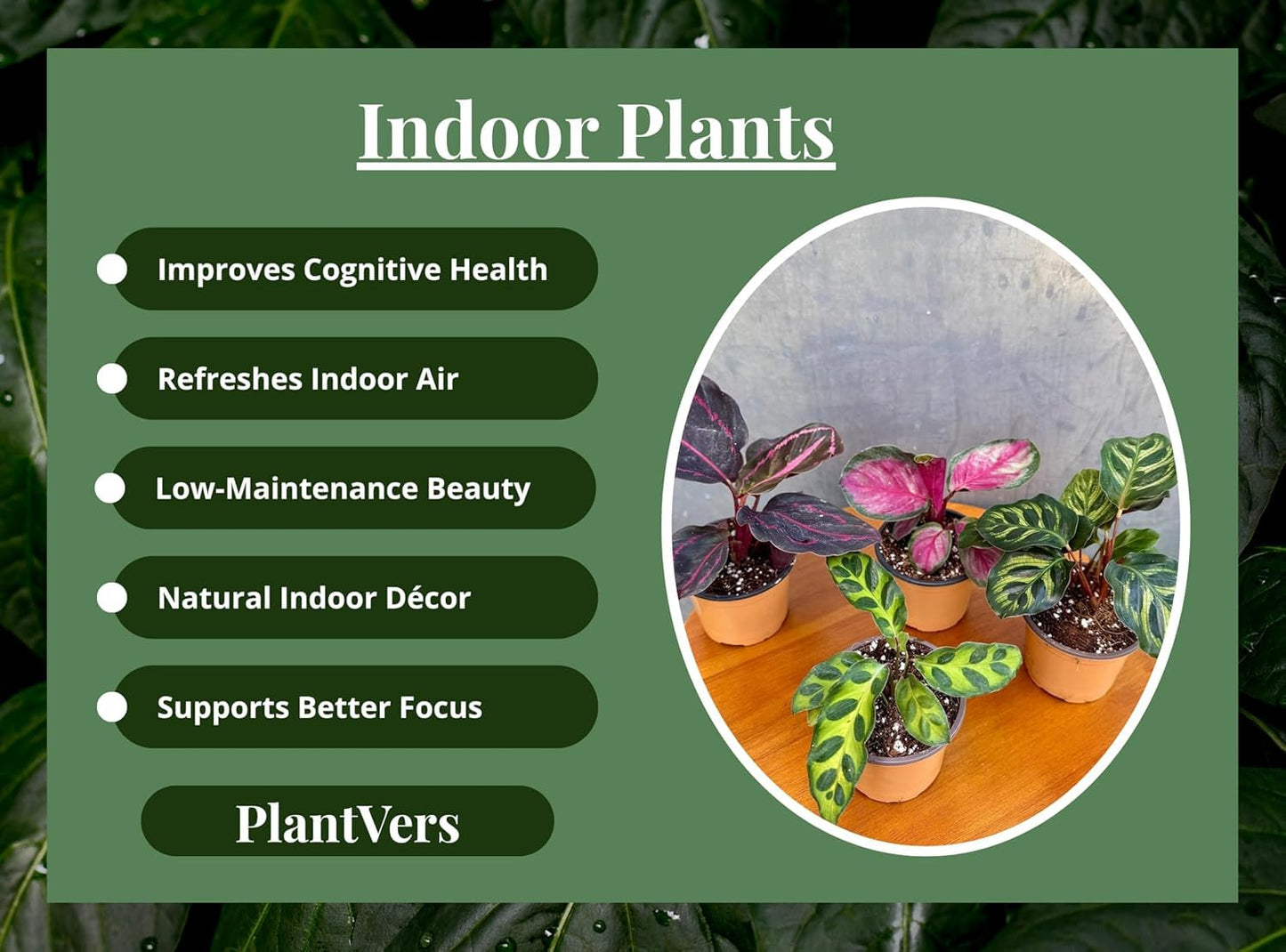 PLANTVERS Calathea Assorted Live Plant Set – Pack of 4 Live Plants in 2" Pots – Includes Calathea Roseopicta, Lancifolia, Dottie & Makoyana – Air Purifying Indoor Houseplants