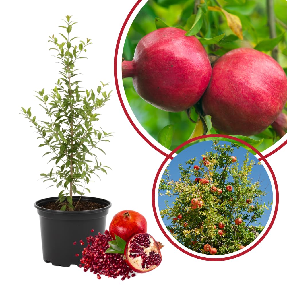Pomegranate Plant Live, Sweet Pomegranate Tree Live Plant, Cold Hardy, 1 Feet Tall, Edible Fruit for Outdoor Garden, 1 Gallon Pot, No Ship to CA
